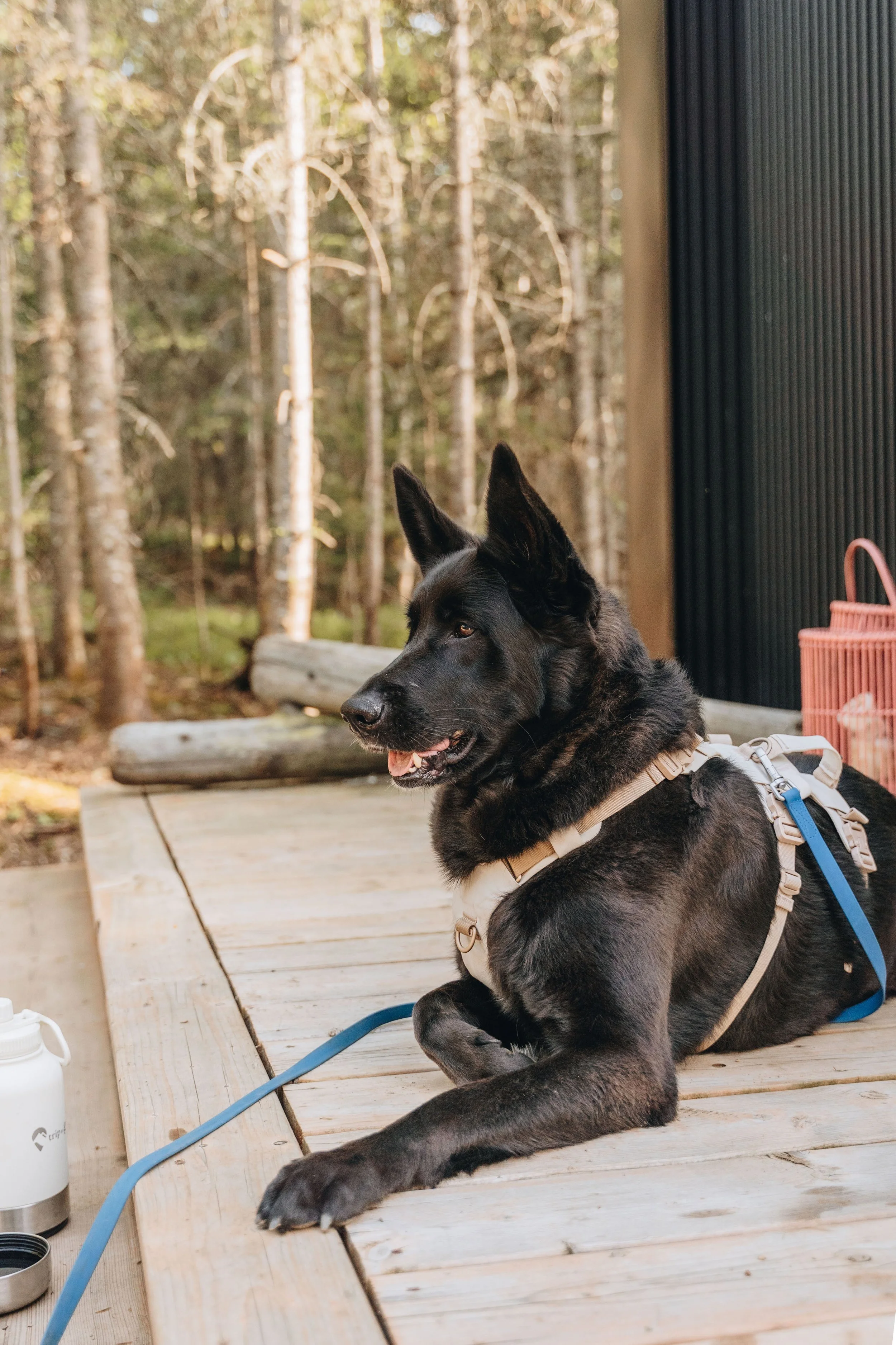 73daco hébergement charlevoix chien onvasepromener .jpg
