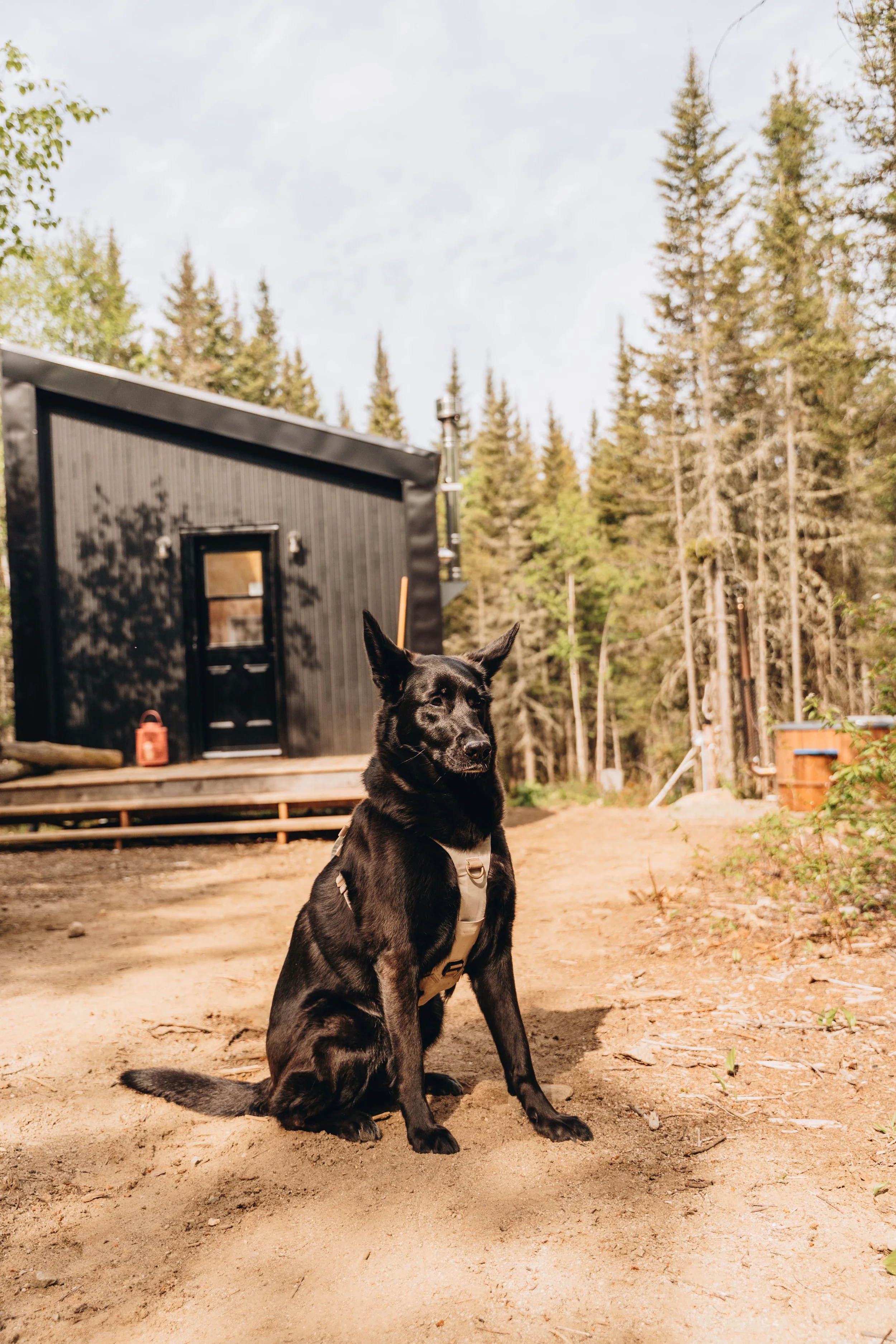 156daco hébergement charlevoix chien onvasepromener .jpg