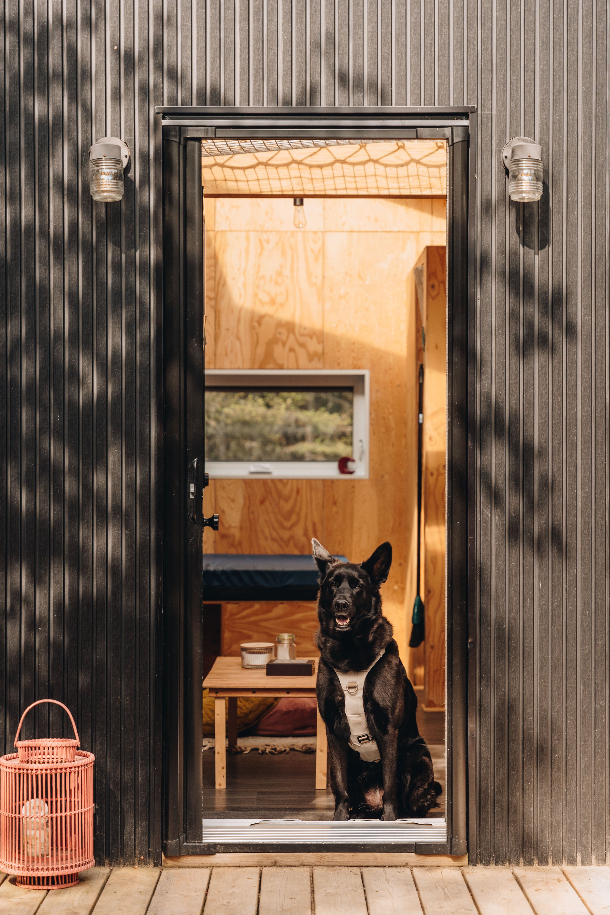 140daco hébergement charlevoix chien onvasepromener .jpg