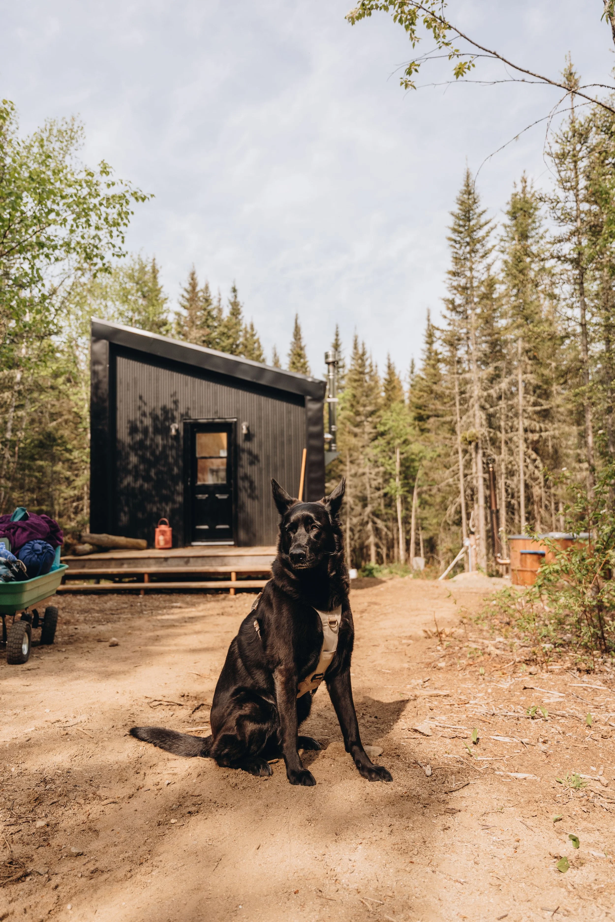 155daco hébergement charlevoix chien onvasepromener .jpg