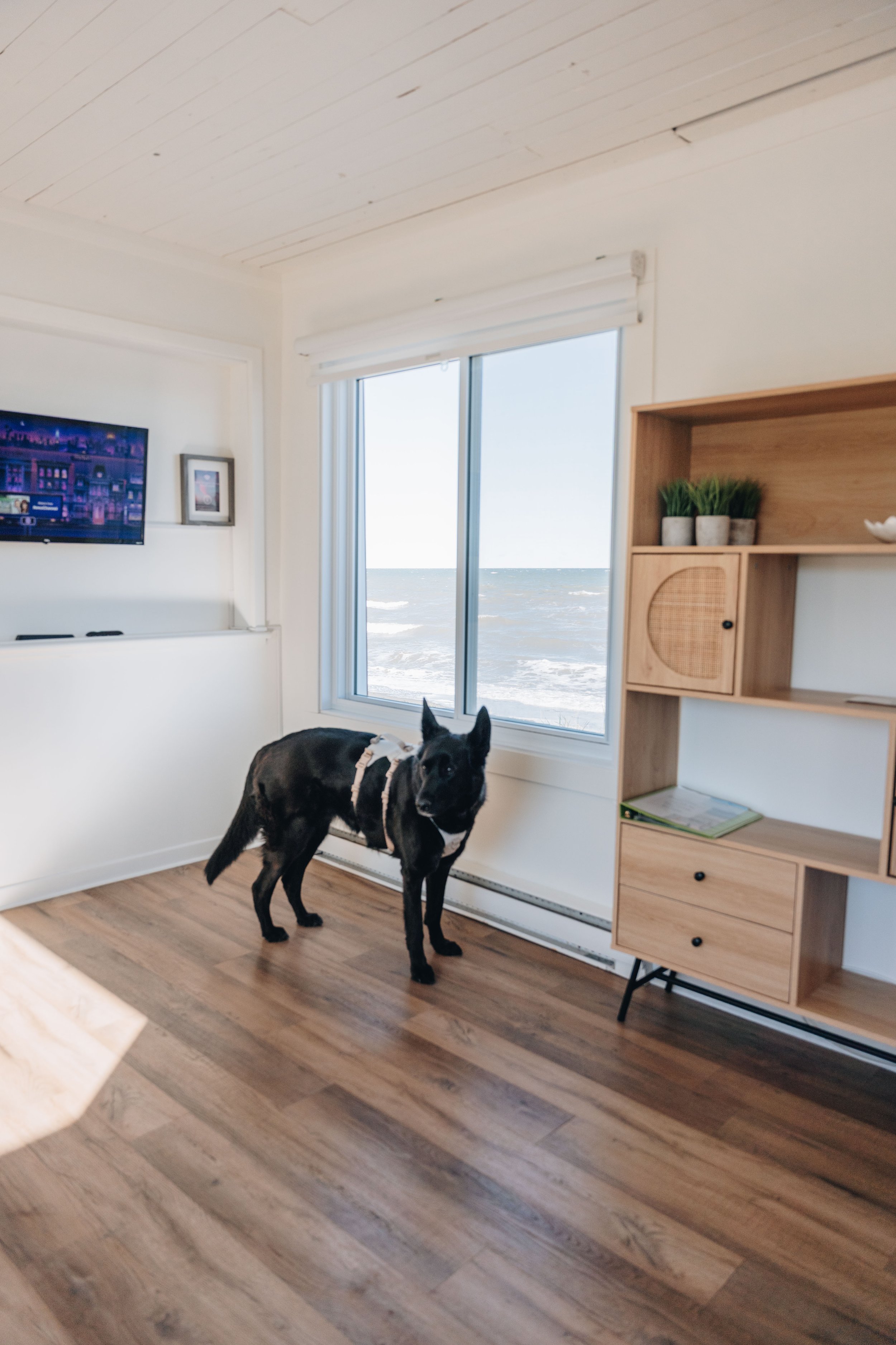 67navigateurs onvasepromener chien.jpg