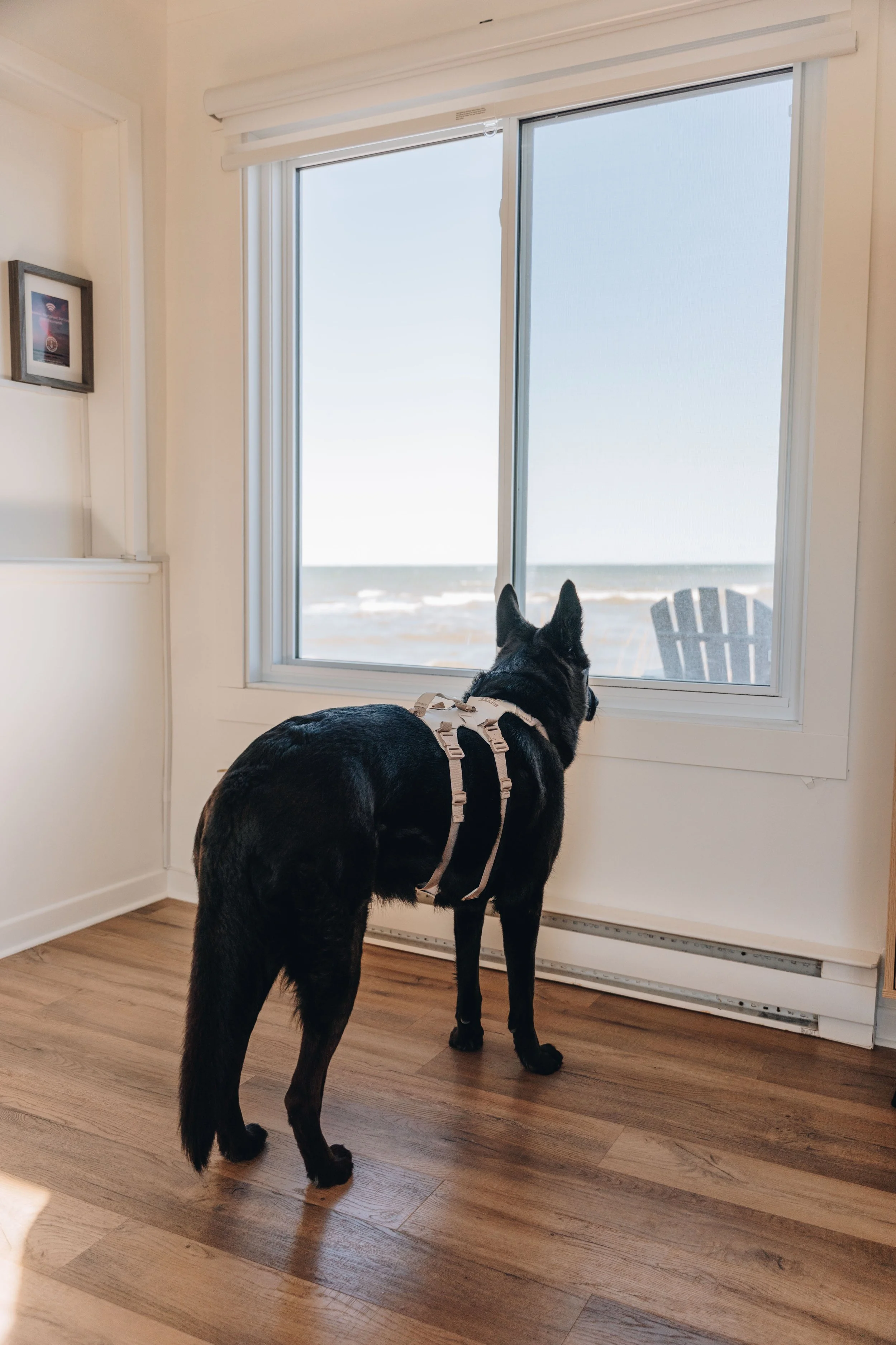 68navigateurs onvasepromener chien.jpg