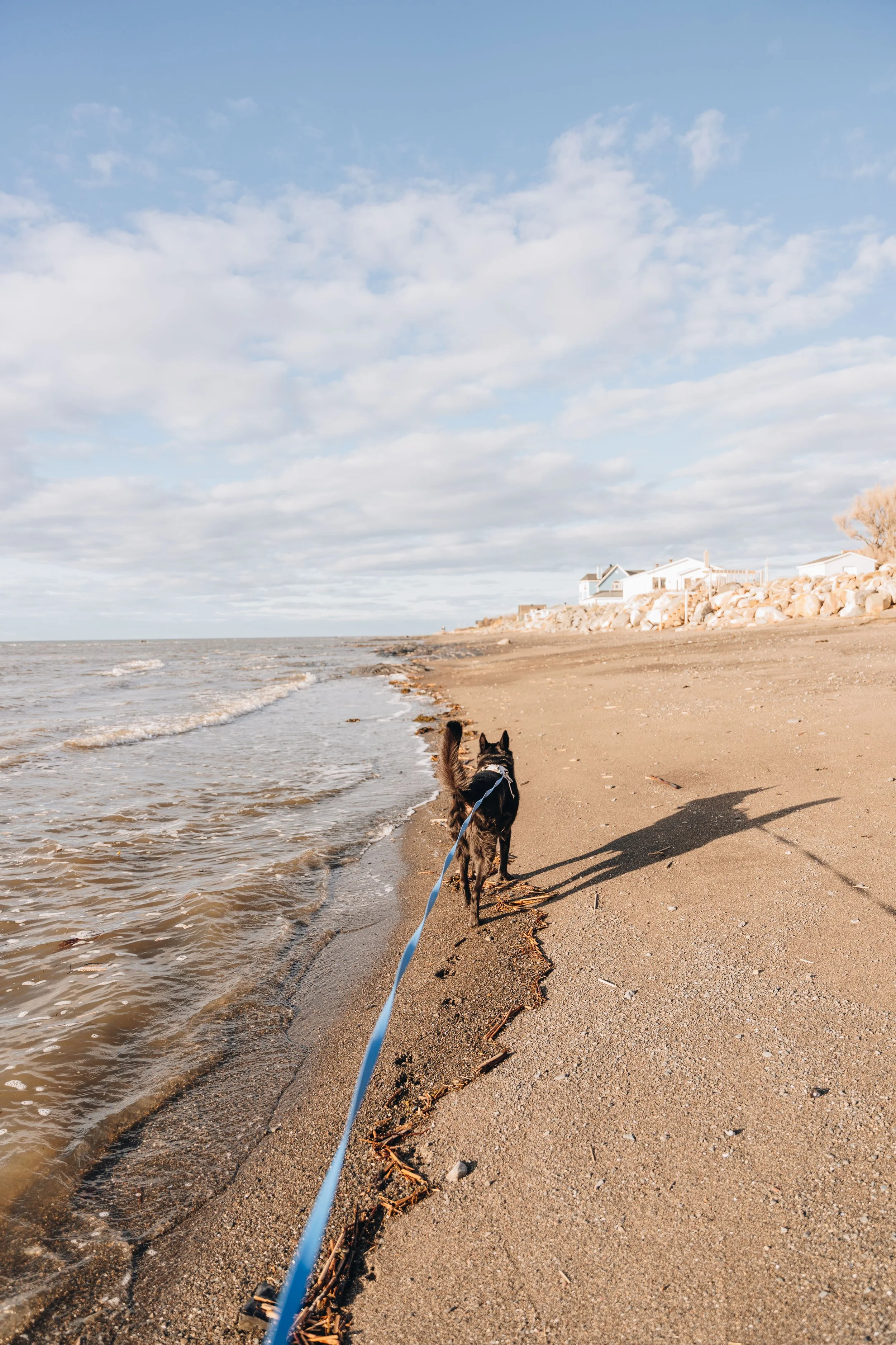 61navigateurs onvasepromener chien.jpg