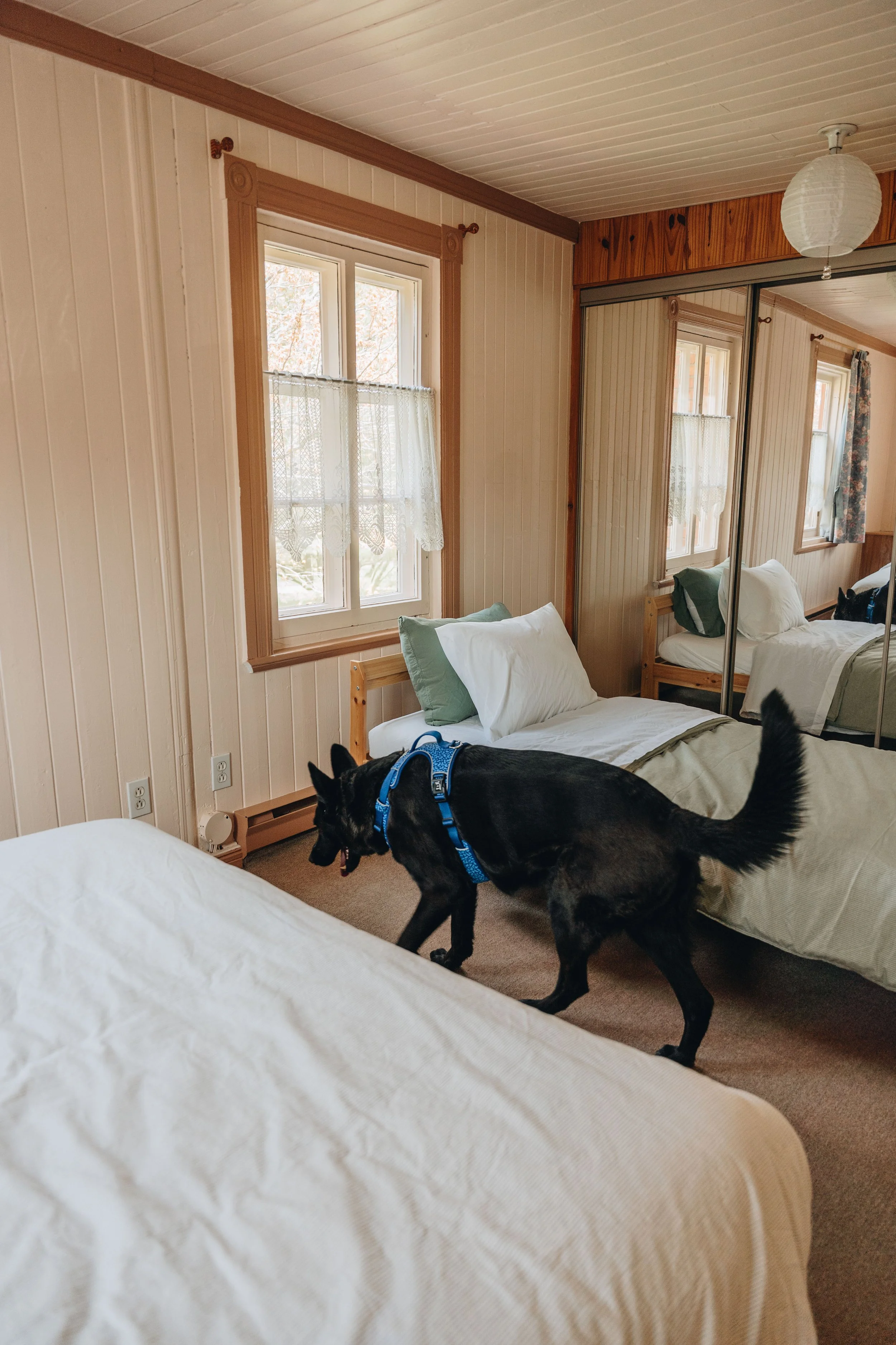 23Auberge du Jardin onvasepromener chien .jpg