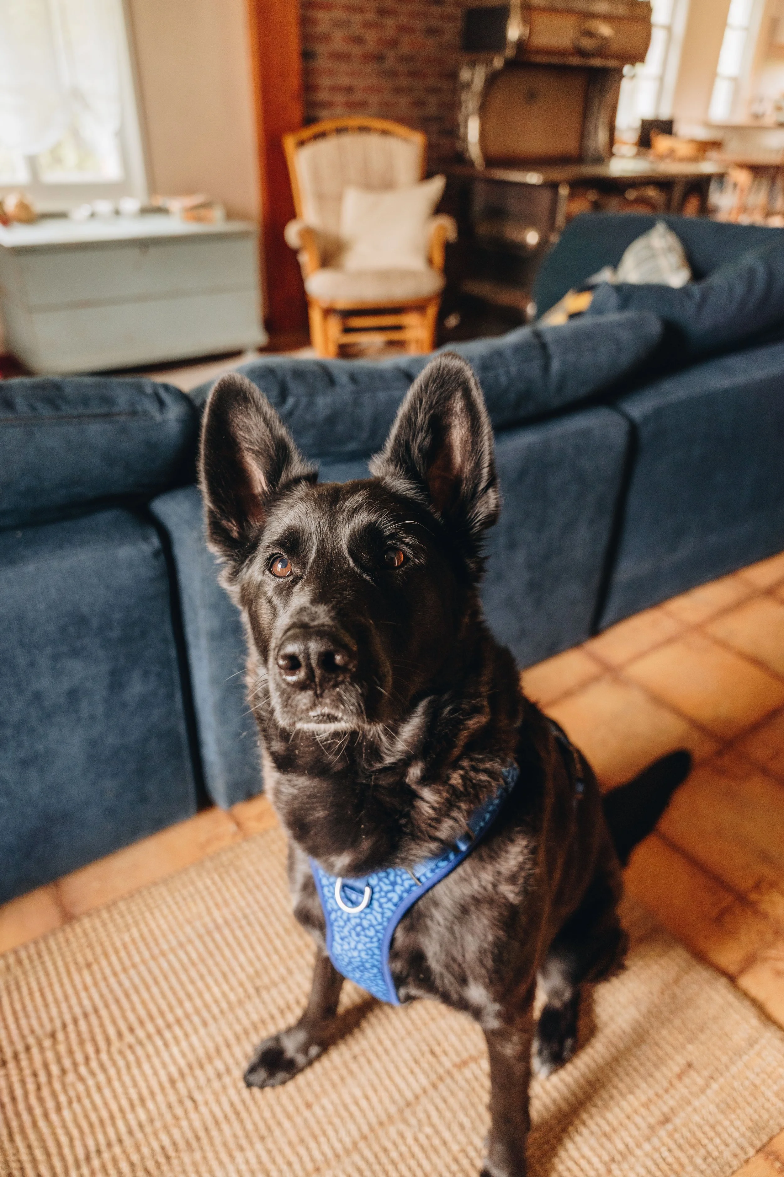 91Auberge du Jardin onvasepromener chien .jpg