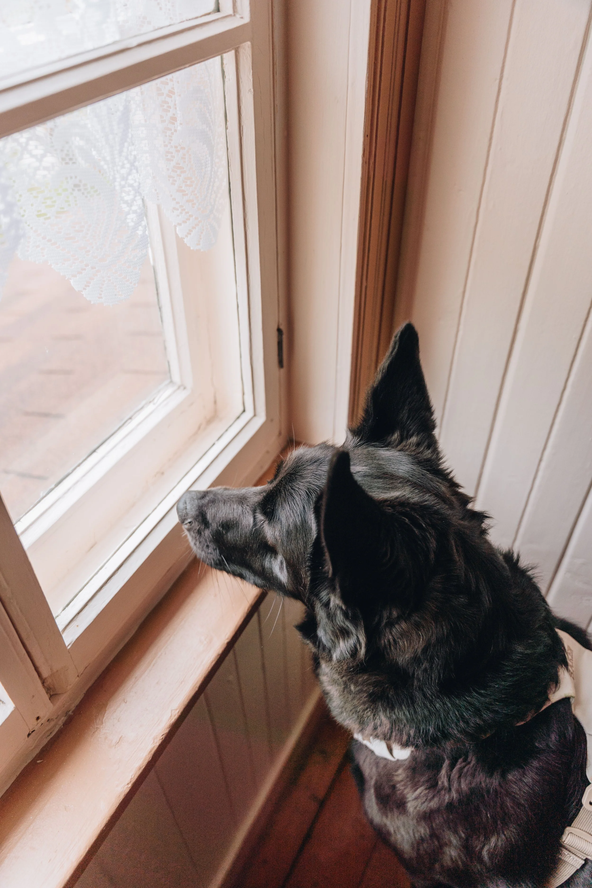172Auberge du Jardin onvasepromener chien .jpg