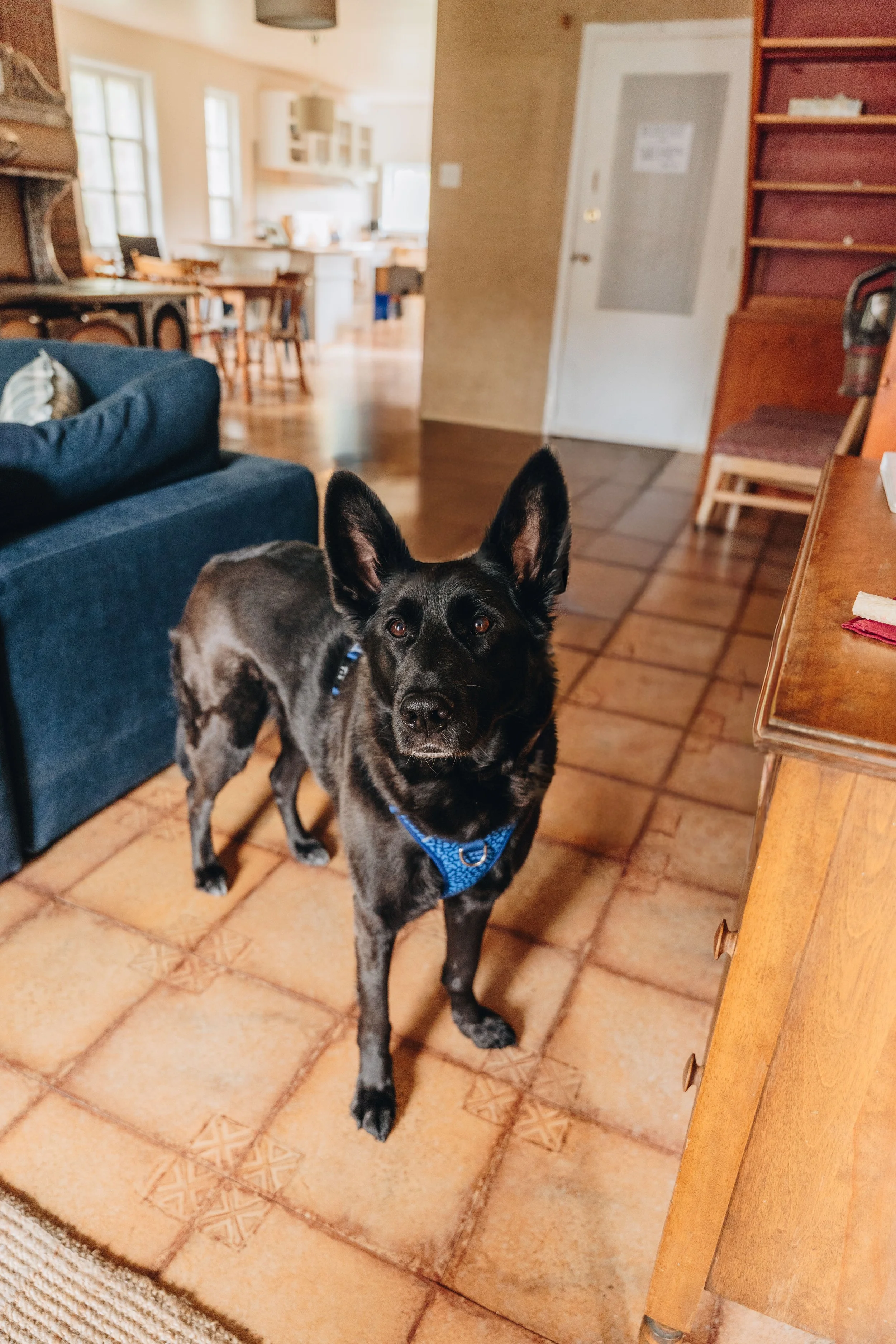 89Auberge du Jardin onvasepromener chien .jpg