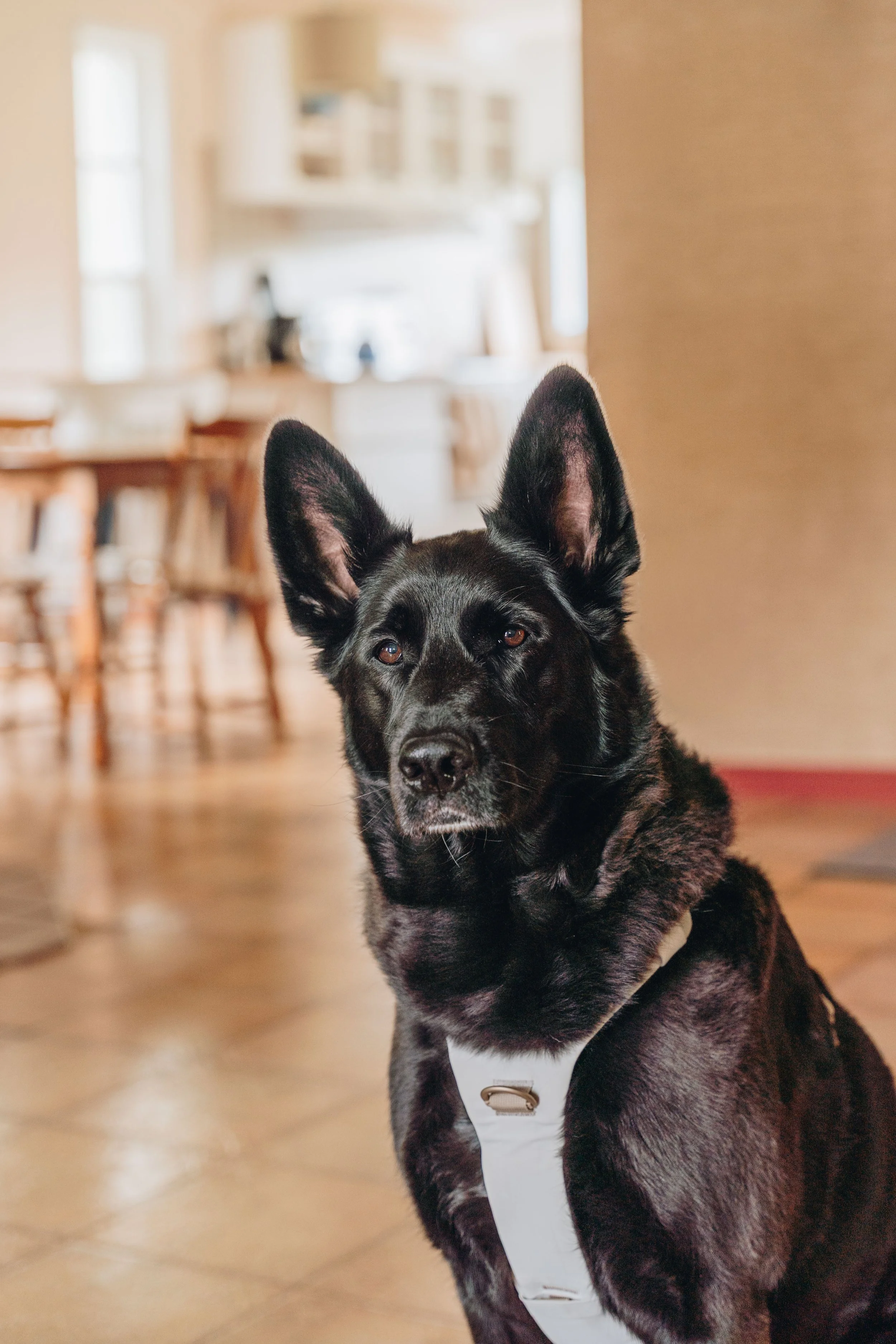 179Auberge du Jardin onvasepromener chien .jpg