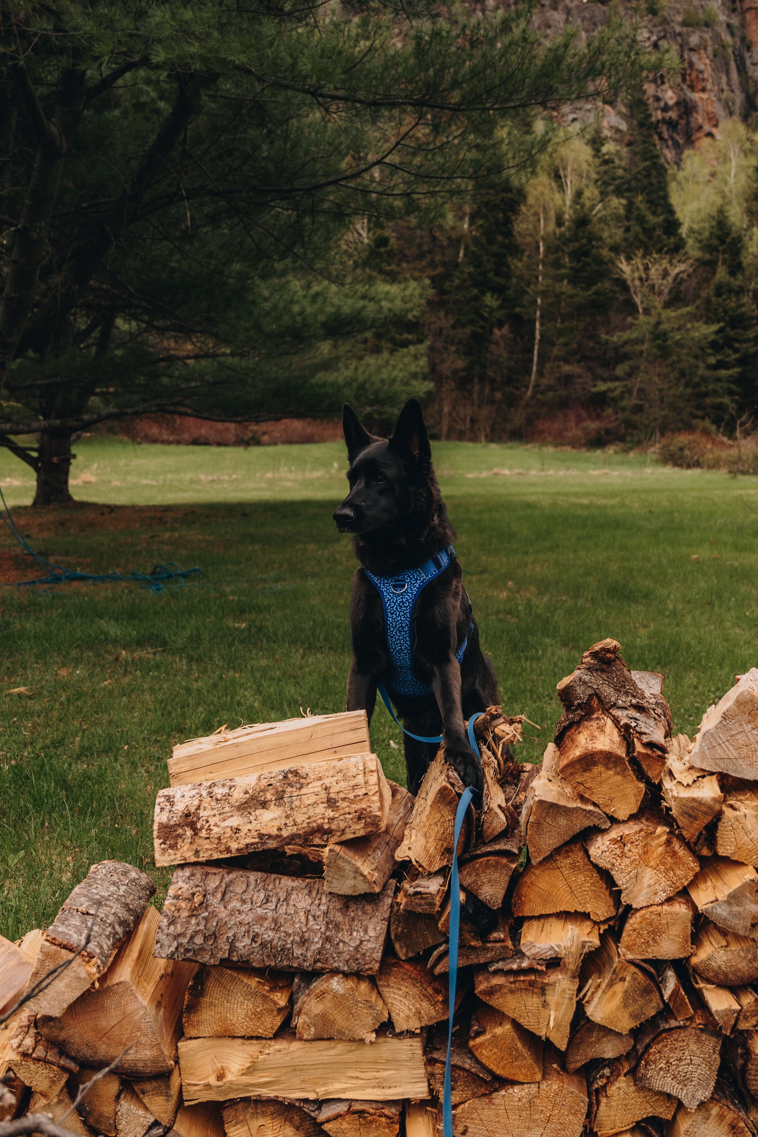 52Auberge du Jardin onvasepromener chien .jpg
