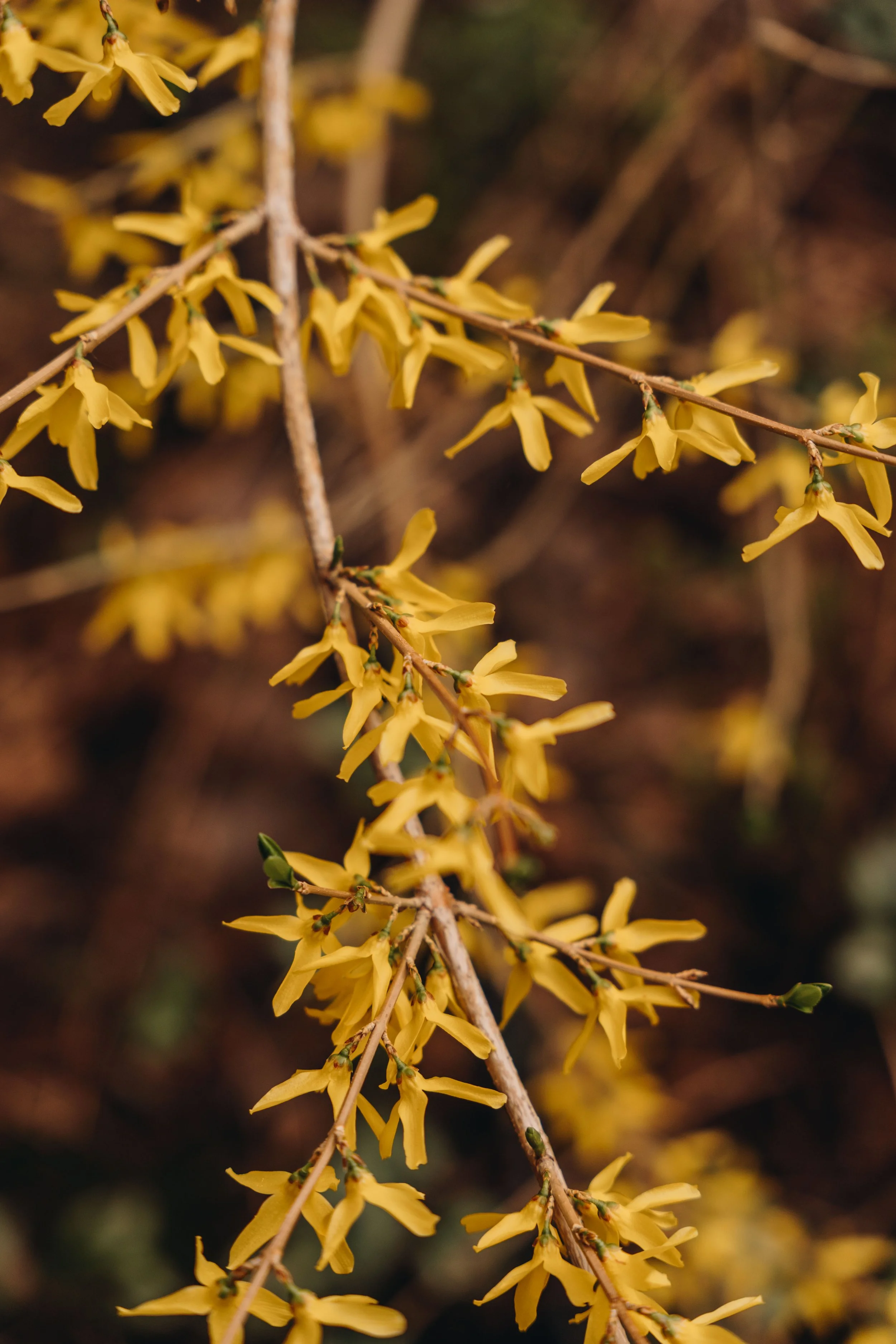 65Auberge du Jardin onvasepromener chien .jpg