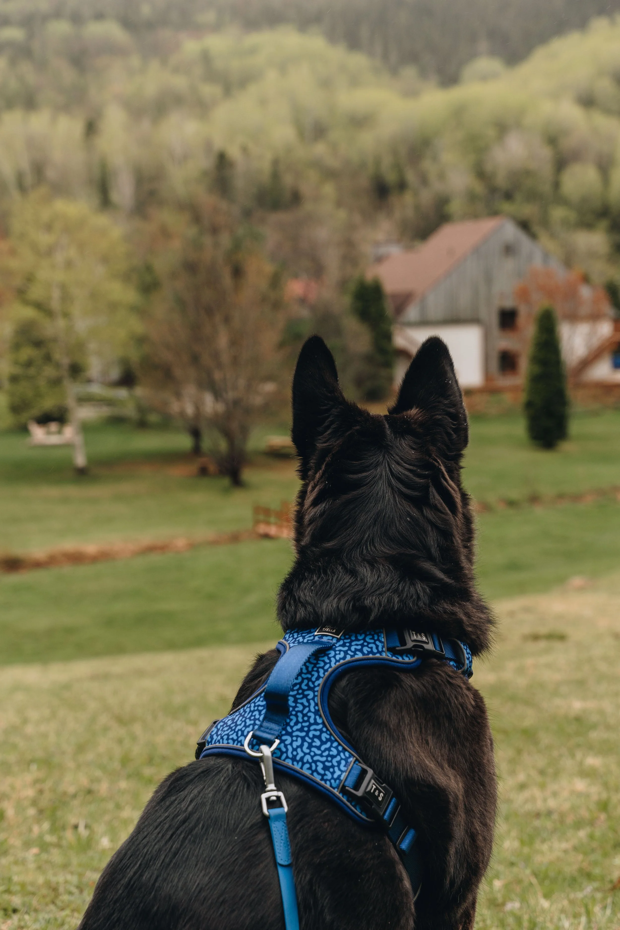 113Auberge du Jardin onvasepromener chien .jpg
