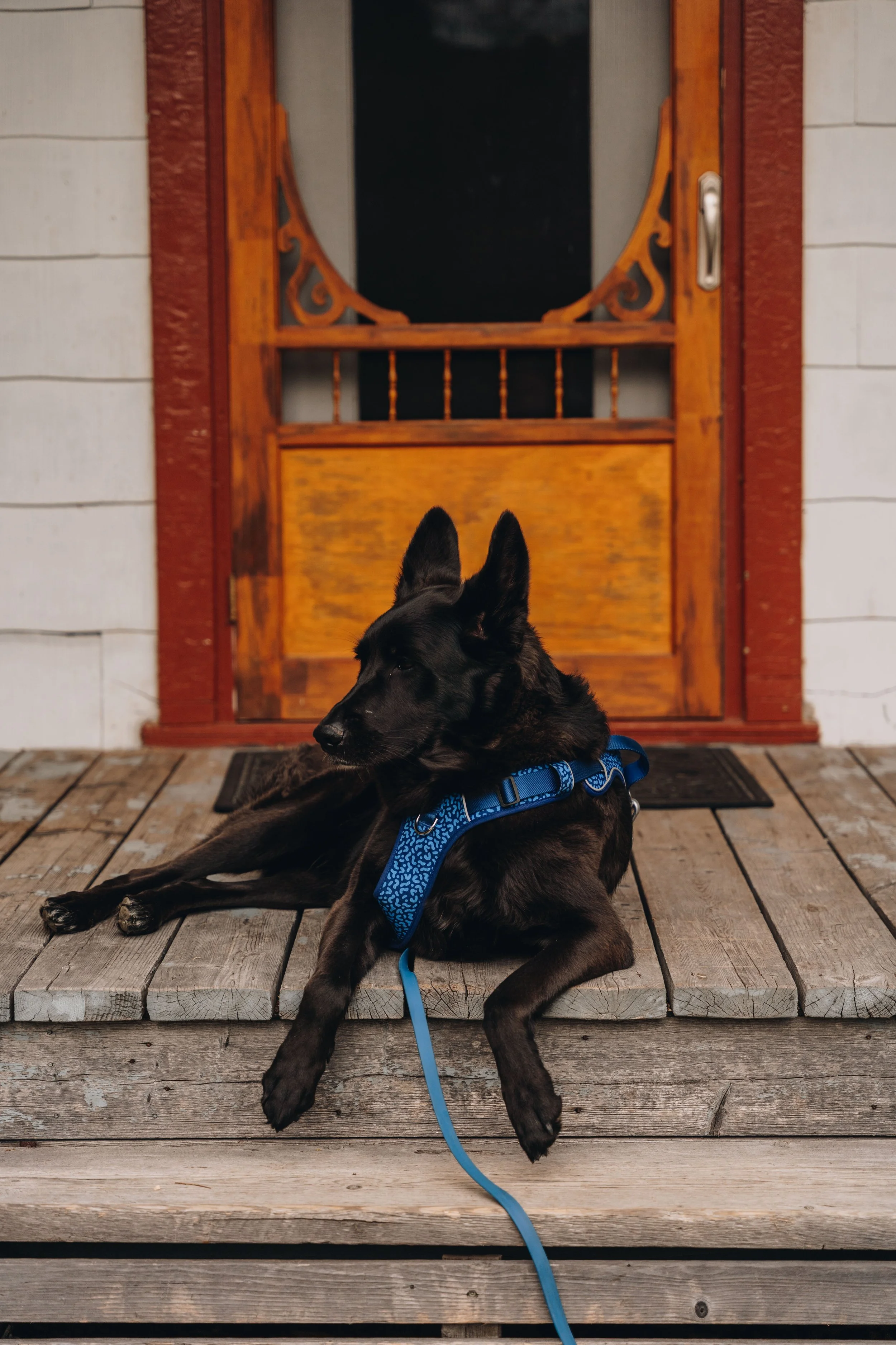 66Auberge du Jardin onvasepromener chien .jpg