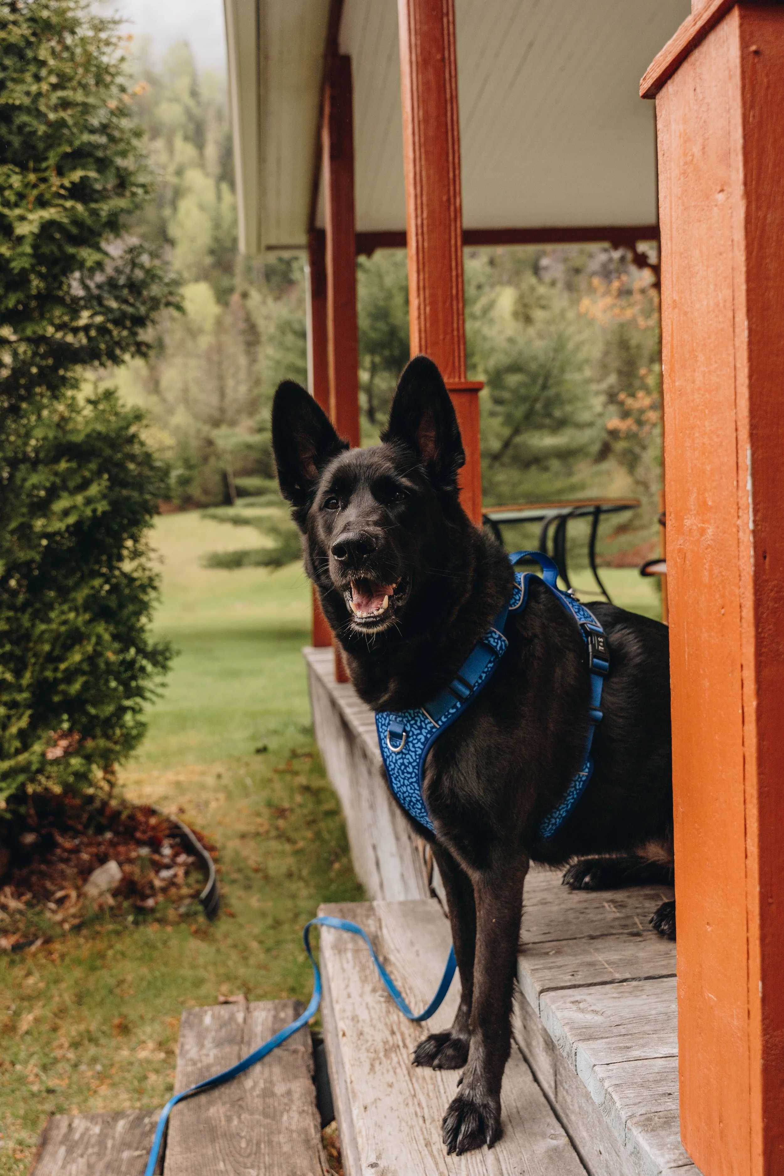 136Auberge du Jardin onvasepromener chien .jpg