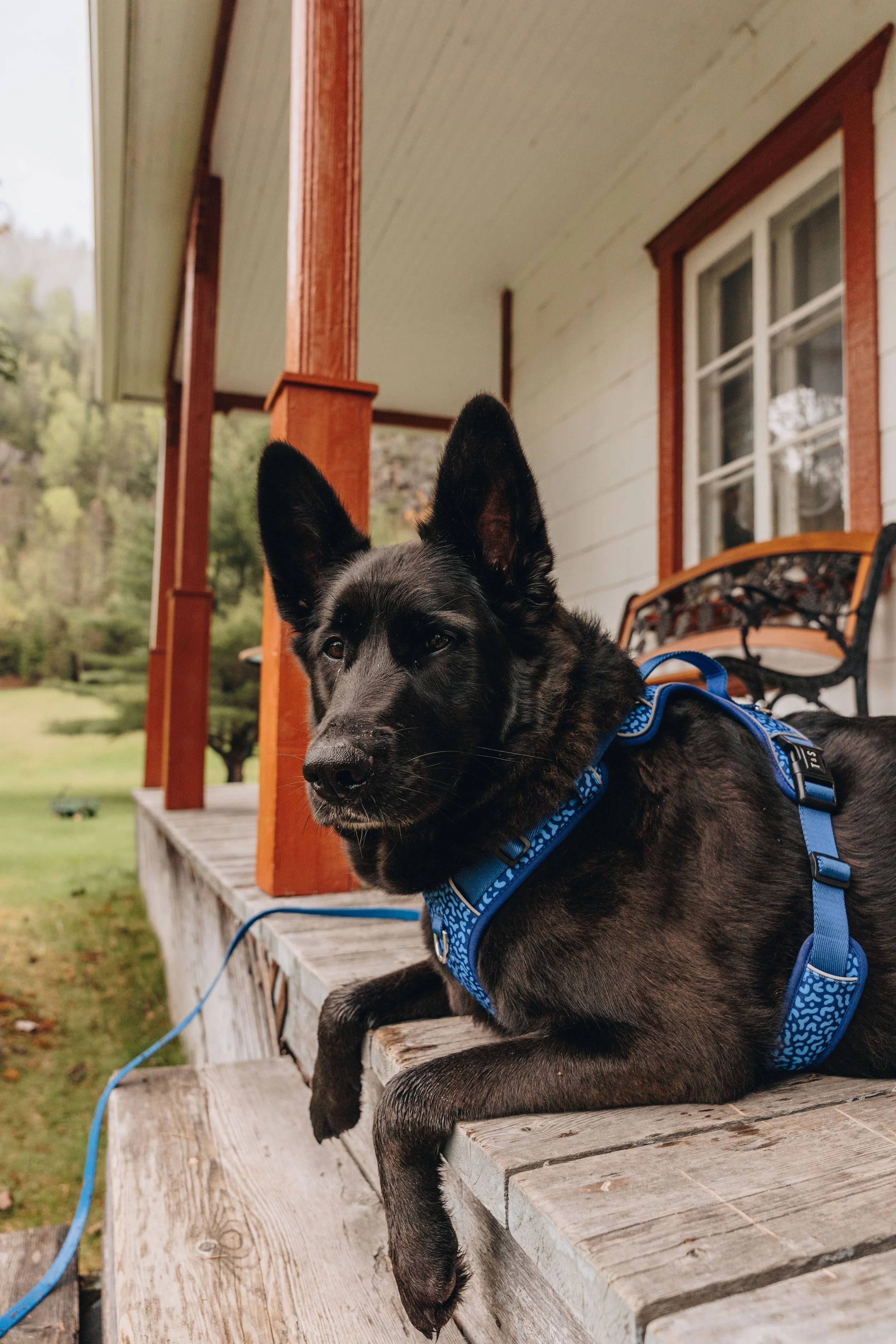 133Auberge du Jardin onvasepromener chien .jpg