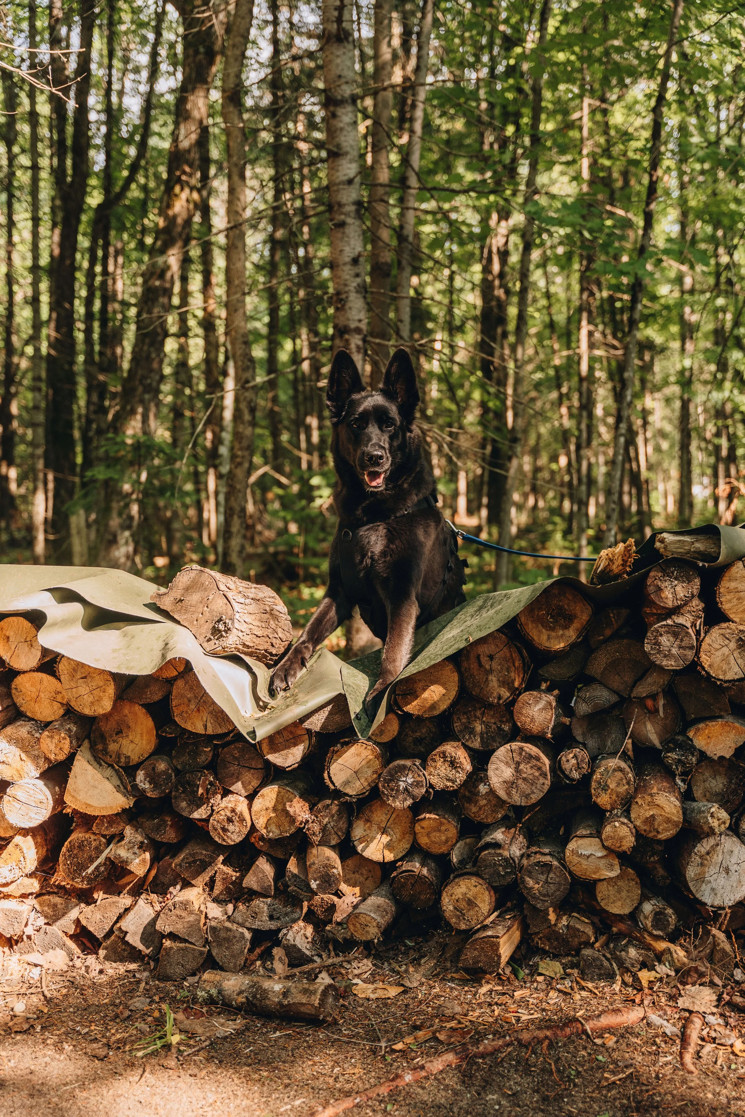 tente uniq foret o cascades51.jpg