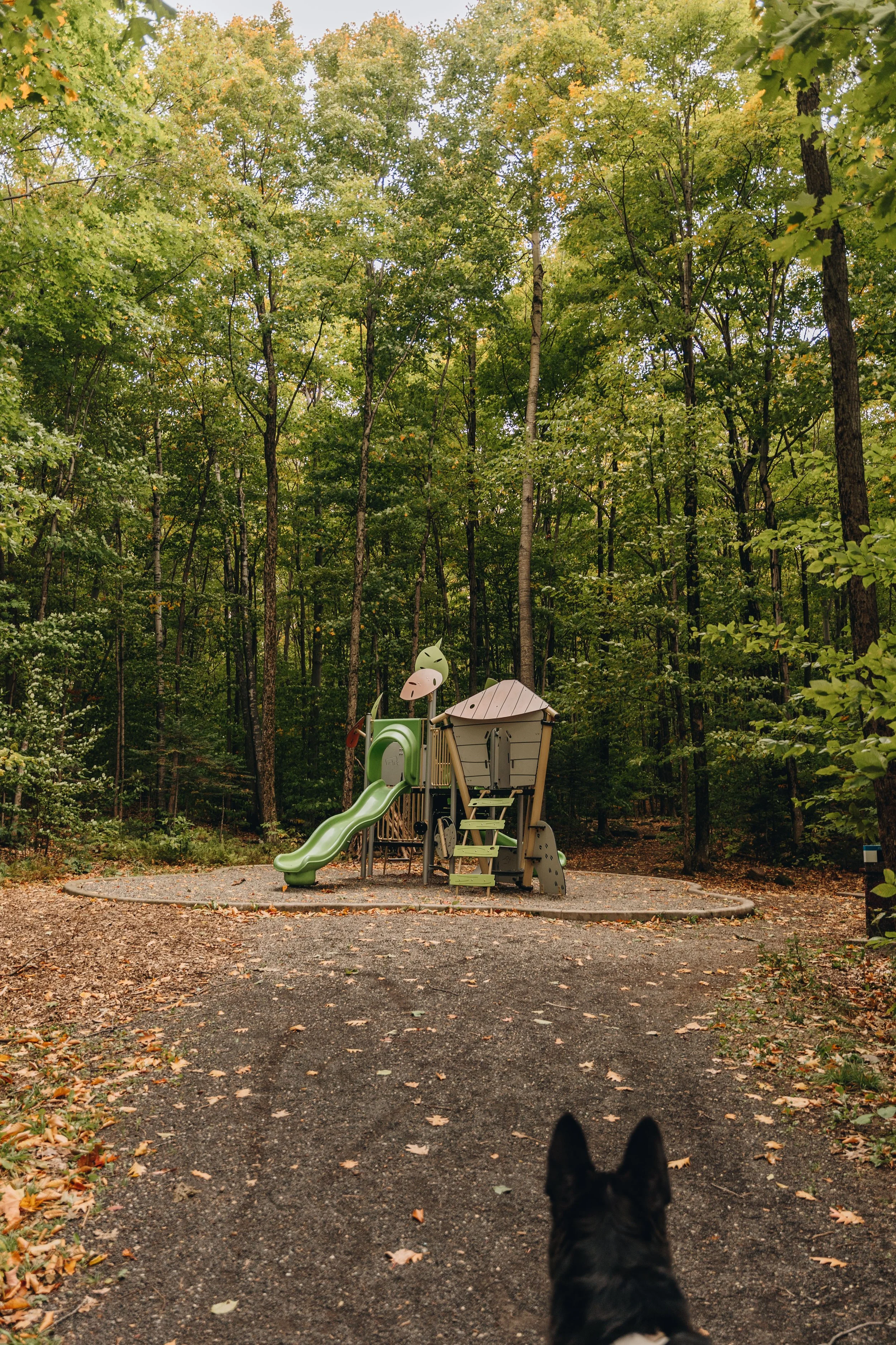 parc solvifa onvasepromener chien sentier randonnée québec lévis 1.jpg