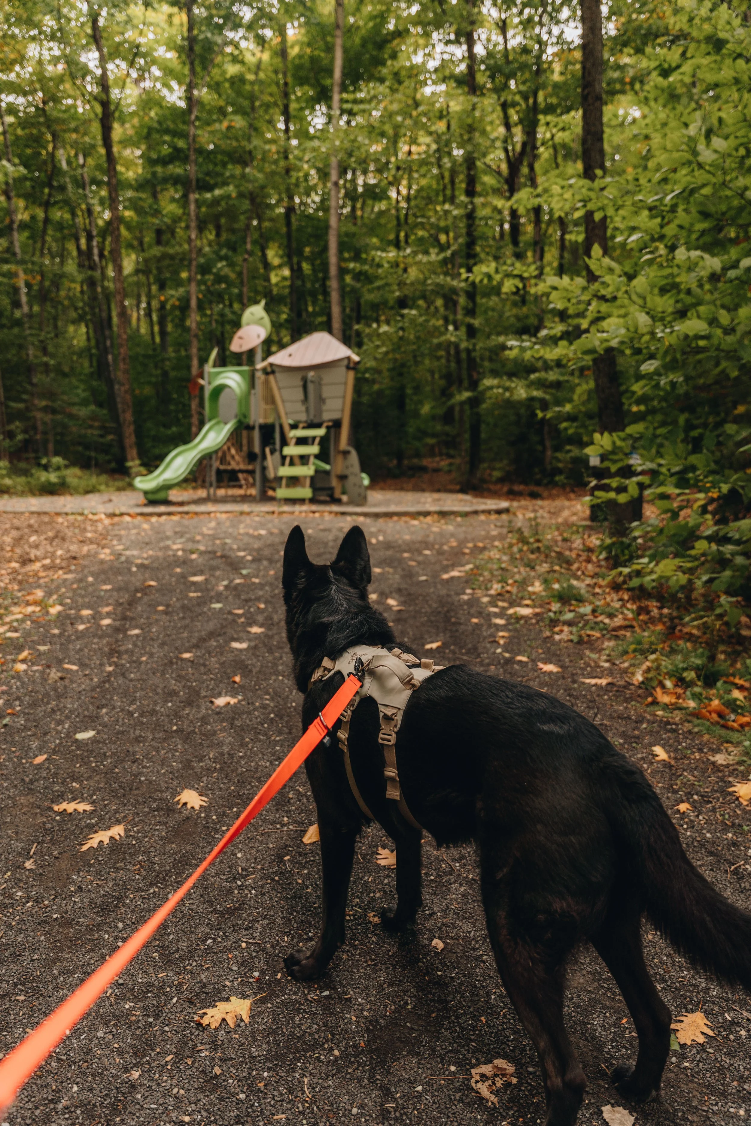parc solvifa onvasepromener chien sentier randonnée québec lévis 2.jpg