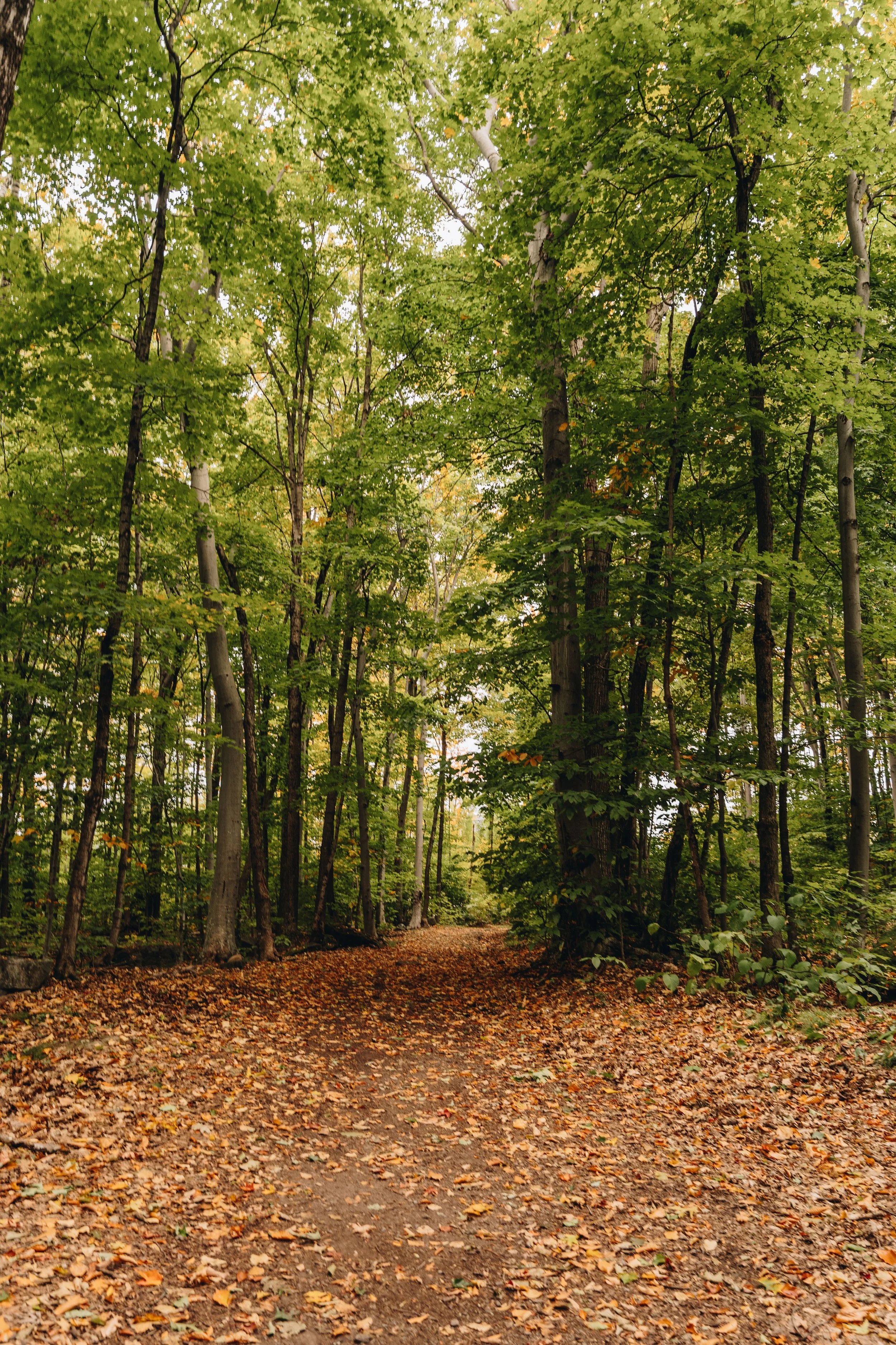 parc solvifa onvasepromener chien sentier randonnée québec lévis 5.jpg