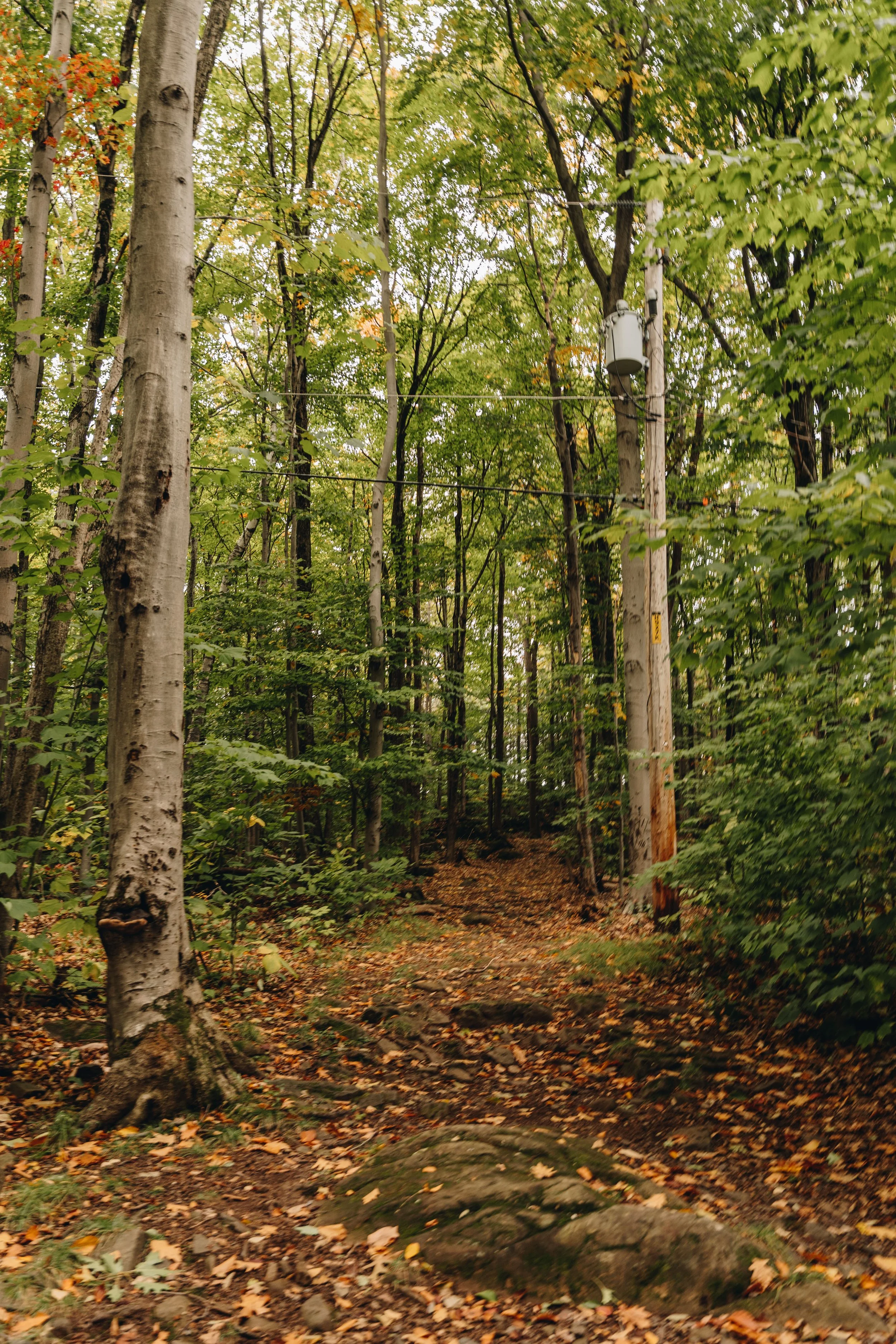 parc solvifa onvasepromener chien sentier randonnée québec lévis 6.jpg
