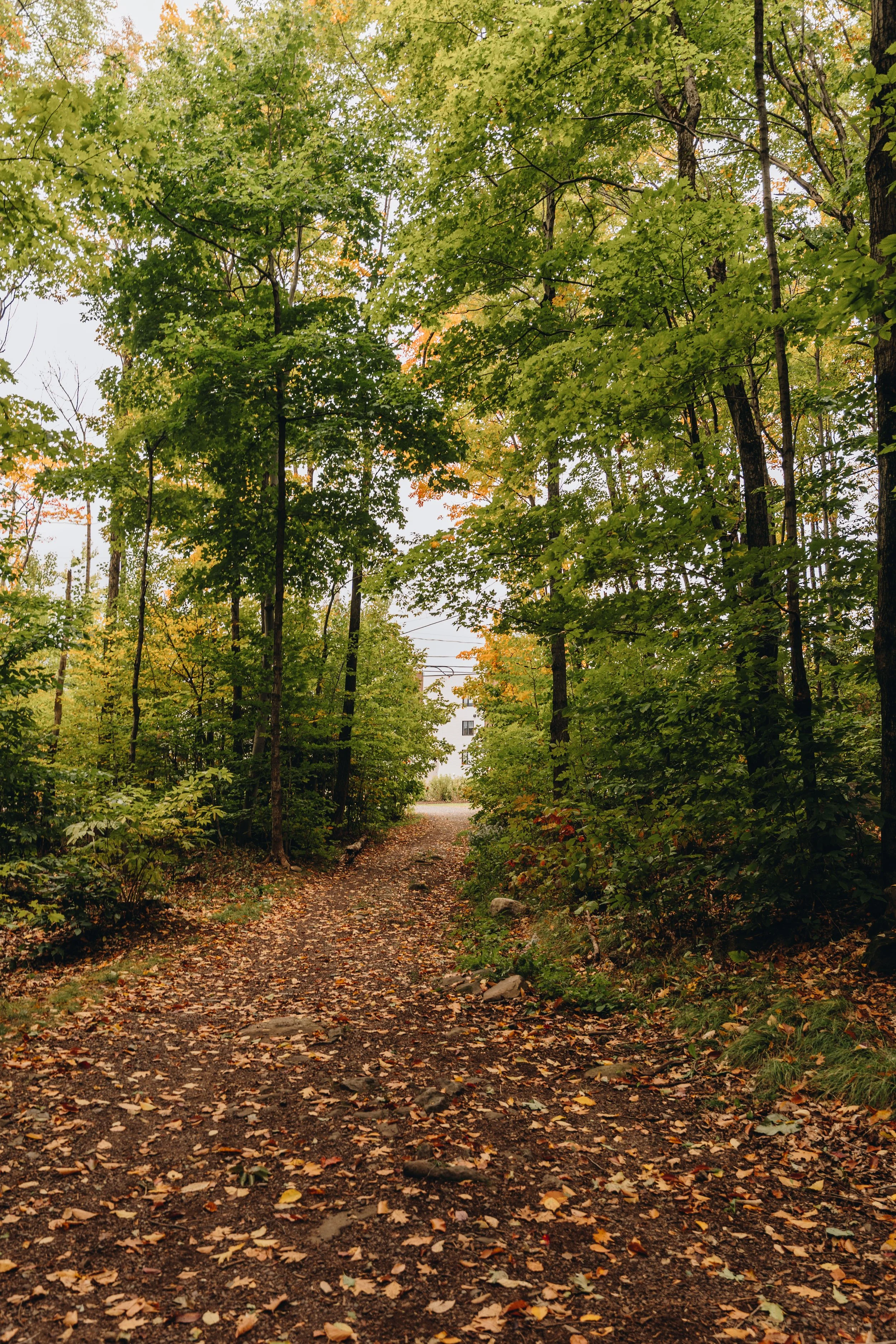 parc solvifa onvasepromener chien sentier randonnée québec lévis 8.jpg