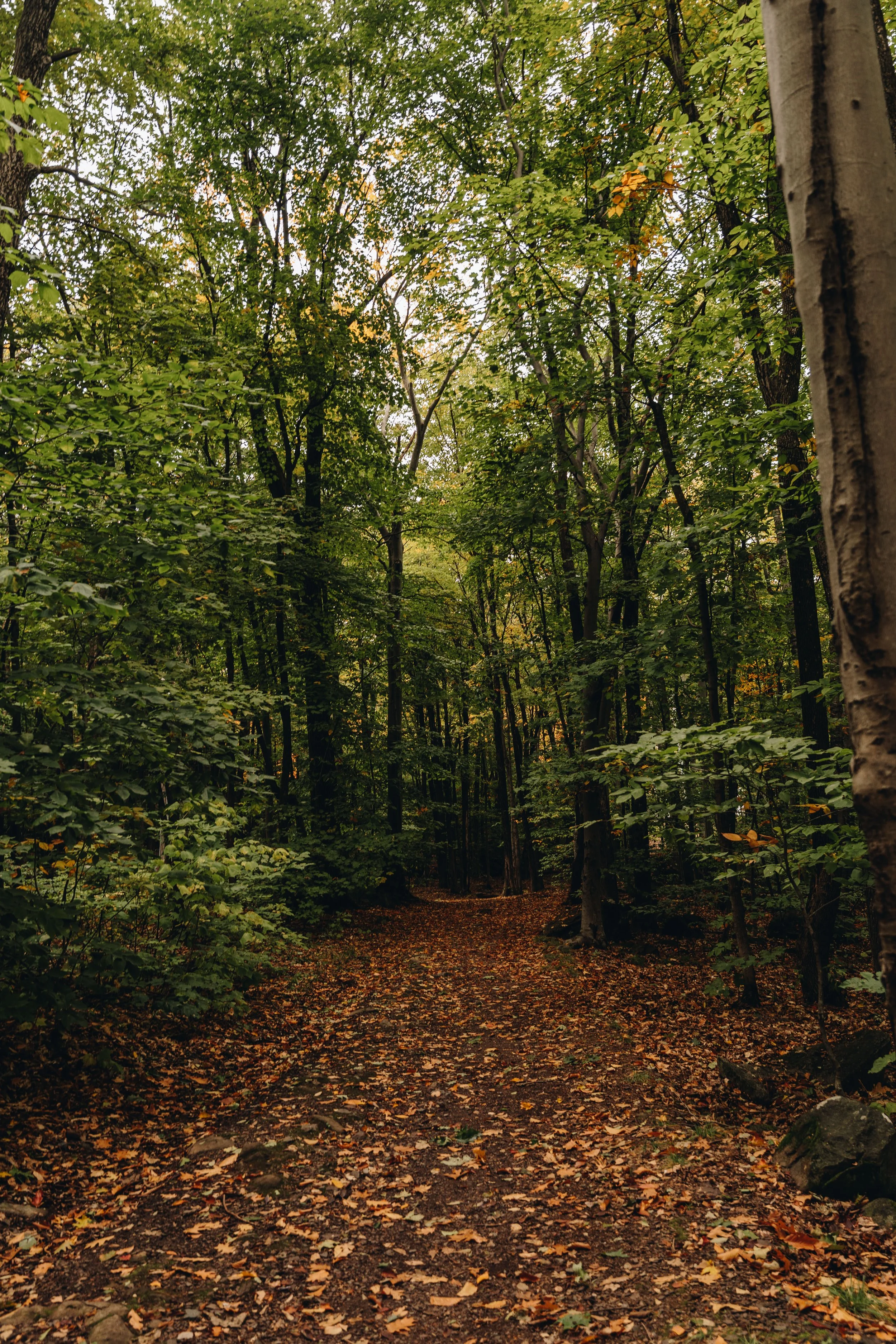 parc solvifa onvasepromener chien sentier randonnée québec lévis 9.jpg