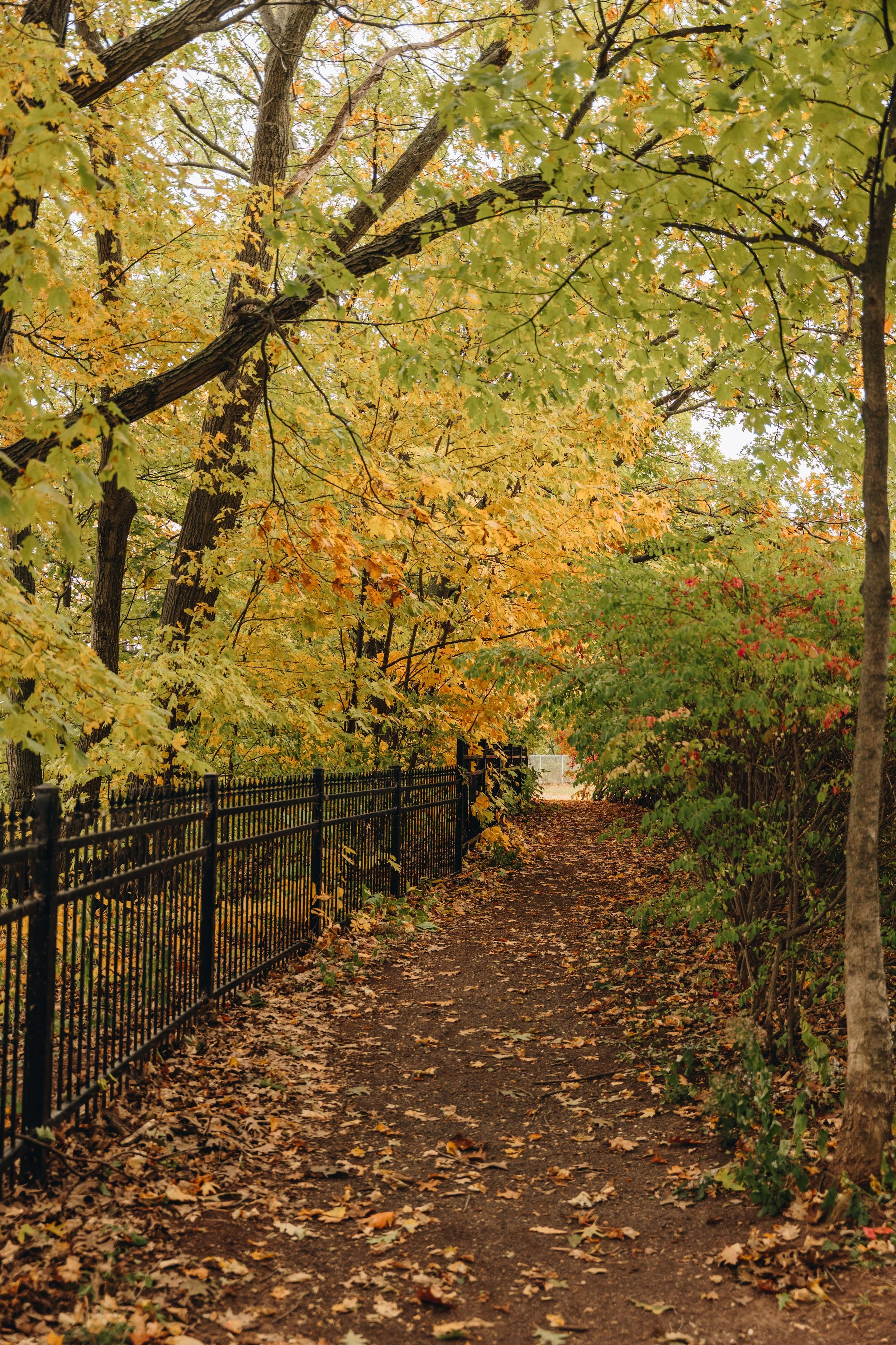 Parc Jean-Dumets chien onvasepromewner 11.jpg