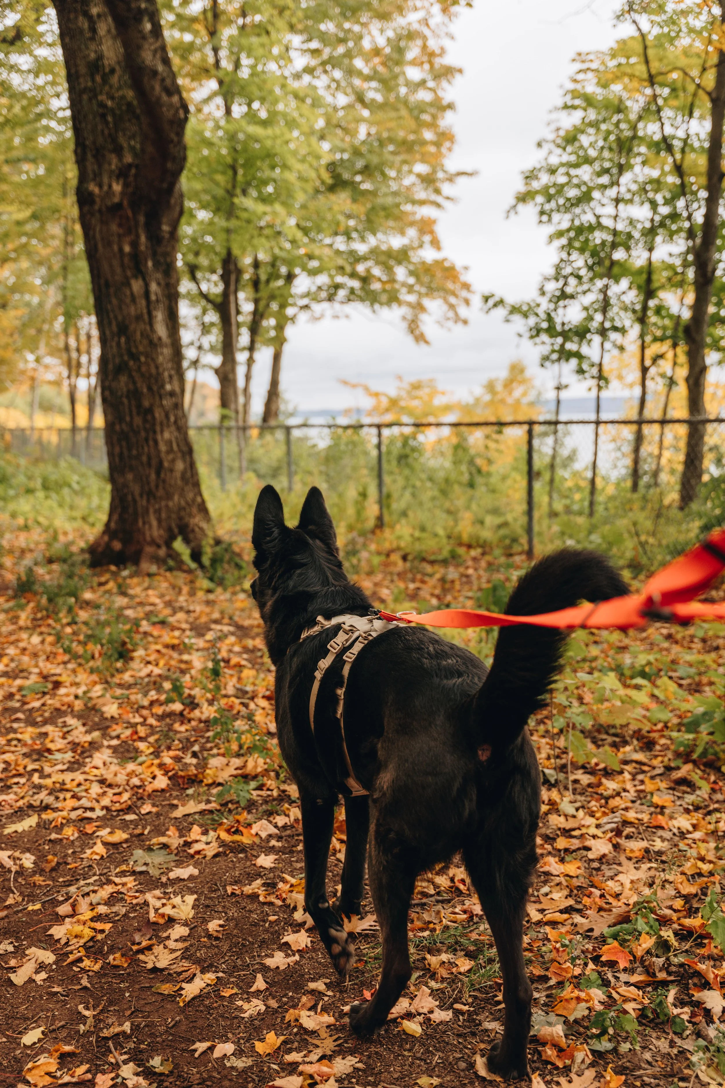 Parc Jean-Dumets chien onvasepromewner 20.jpg