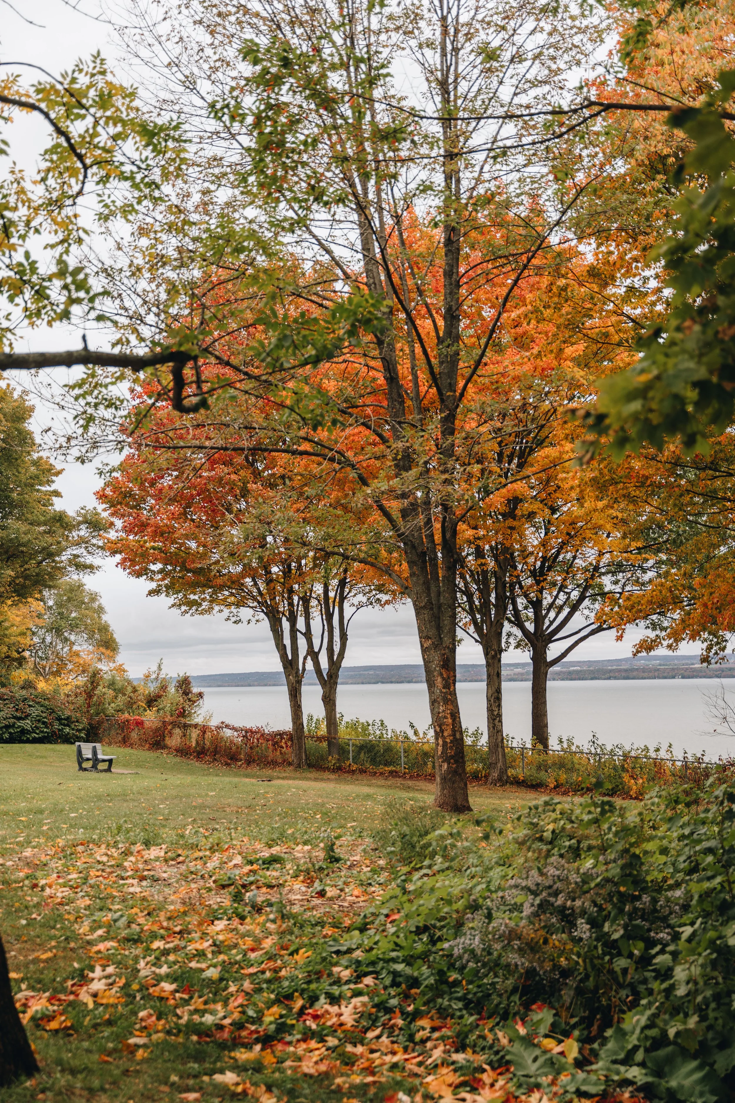 Parc Jean-Dumets chien onvasepromewner 23.jpg