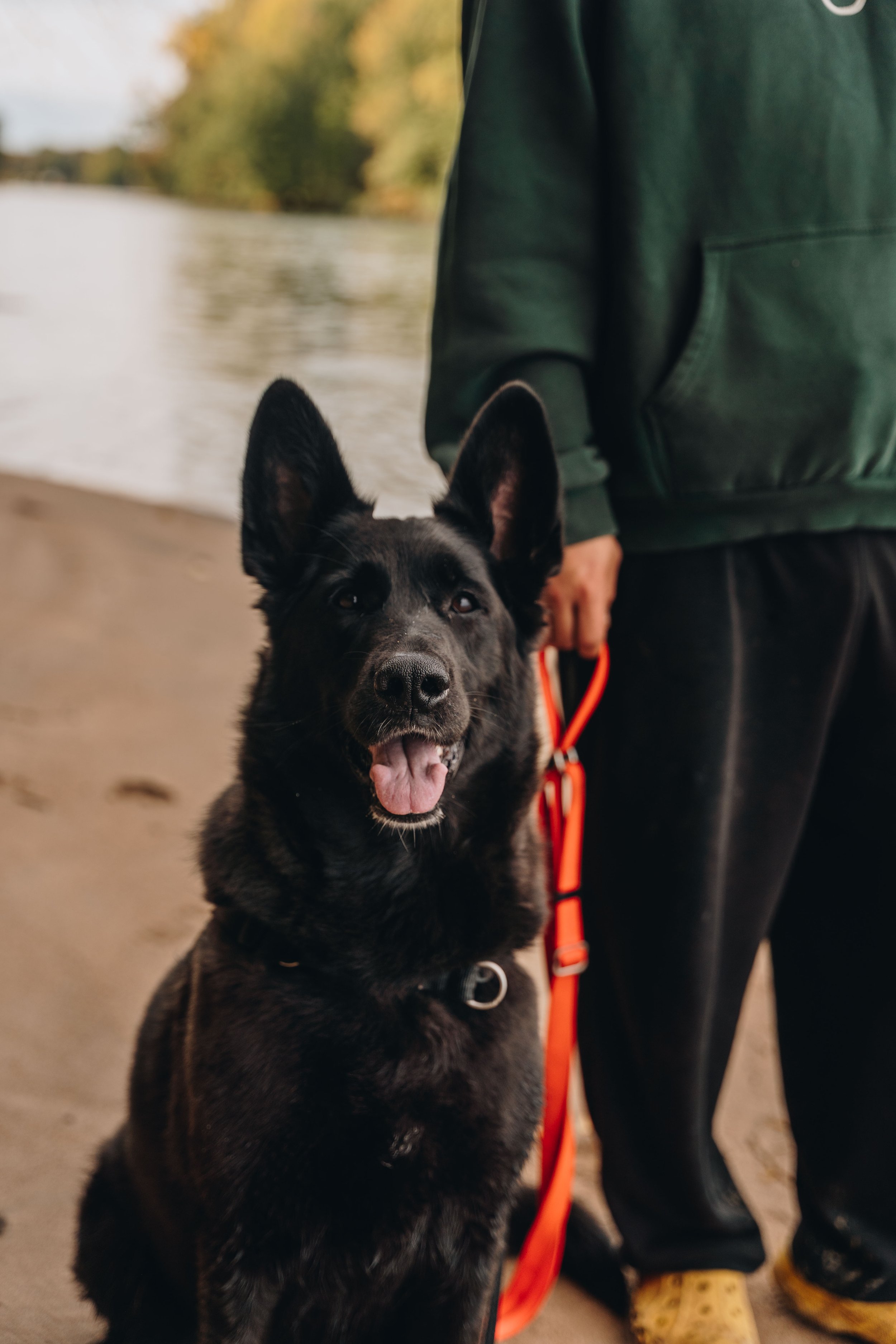 La Petite Floride chien onvasepromener 13.jpg