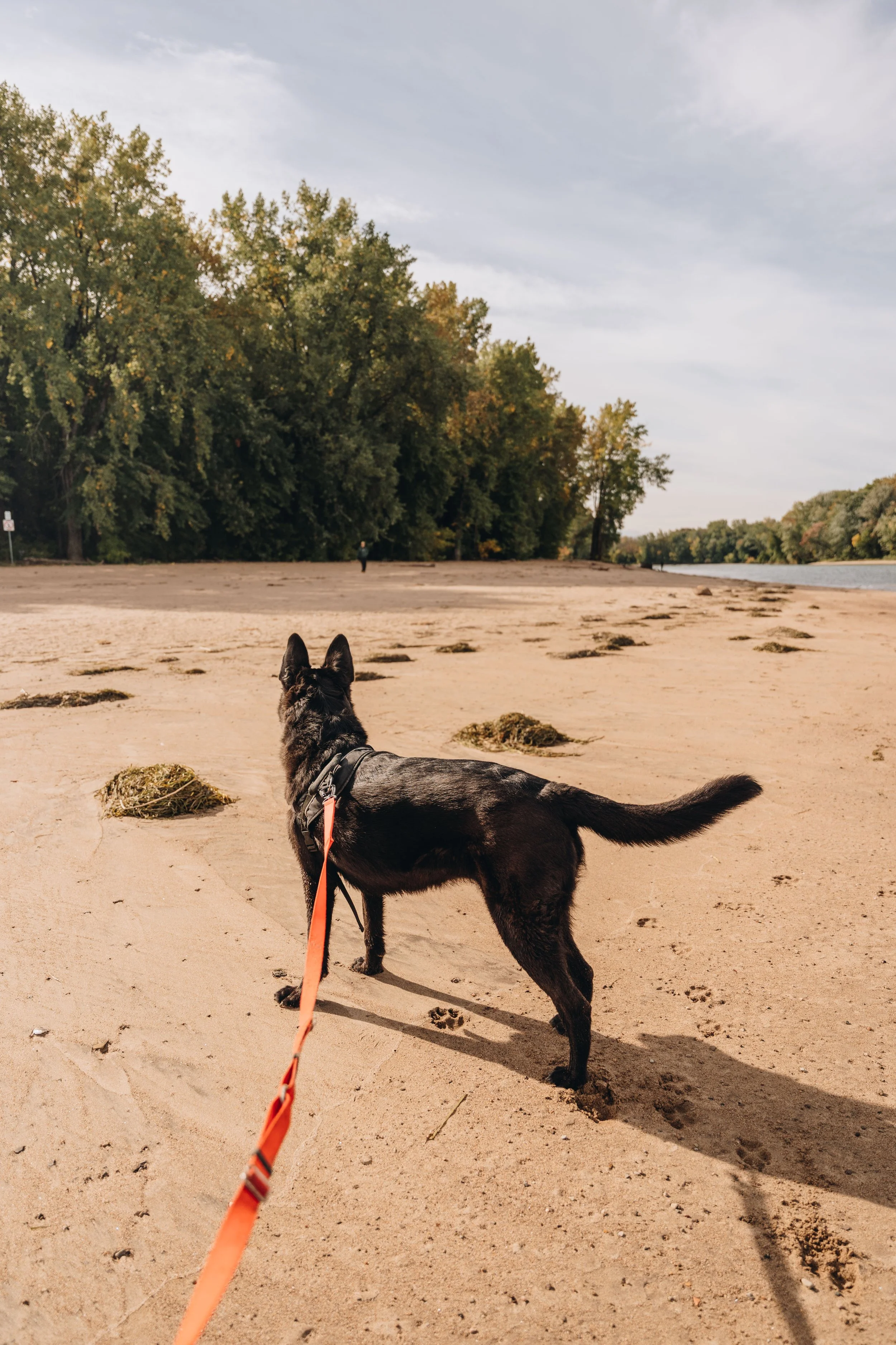 La Petite Floride chien onvasepromener 20.jpg