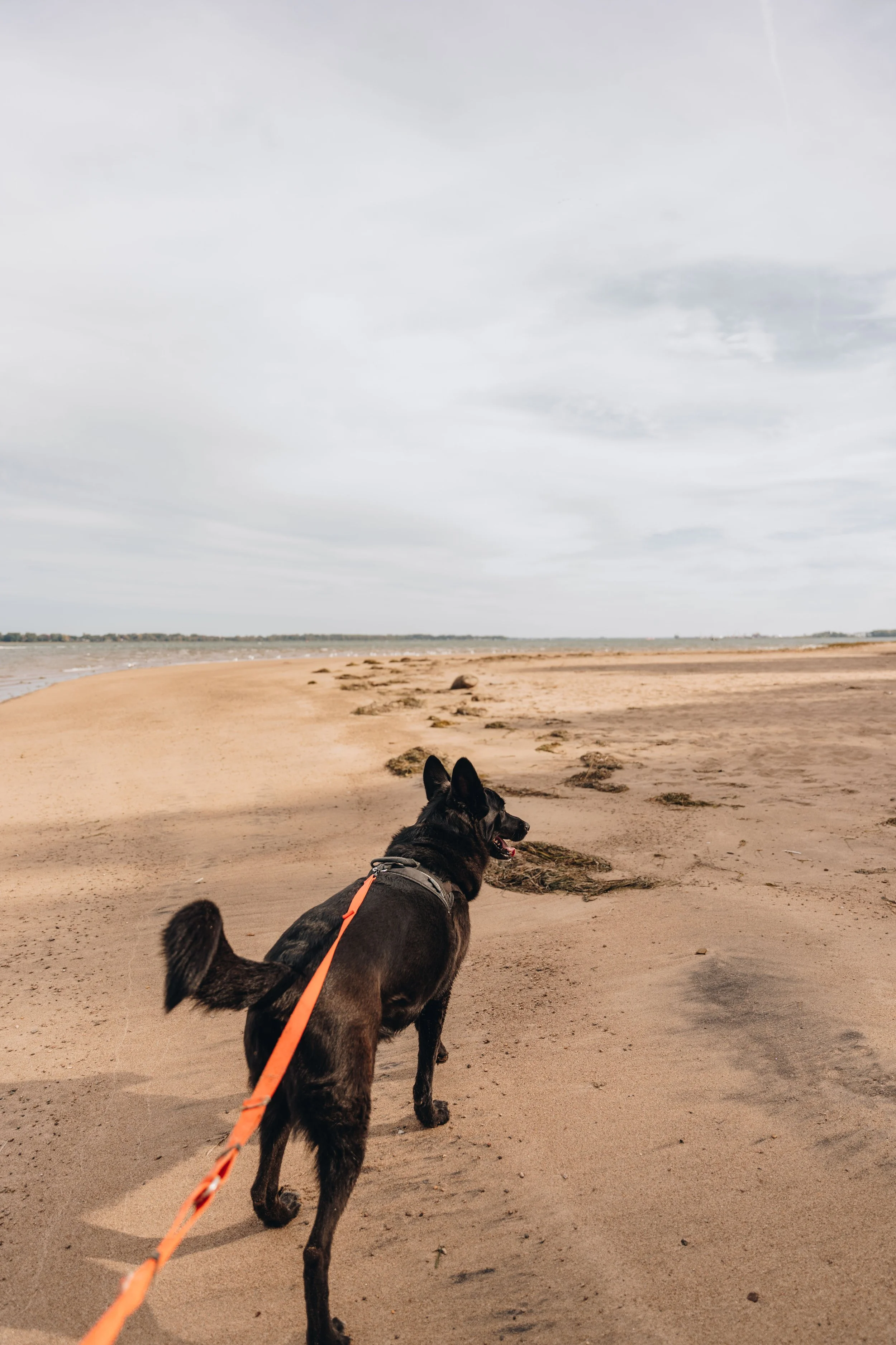 La Petite Floride chien onvasepromener 19.jpg