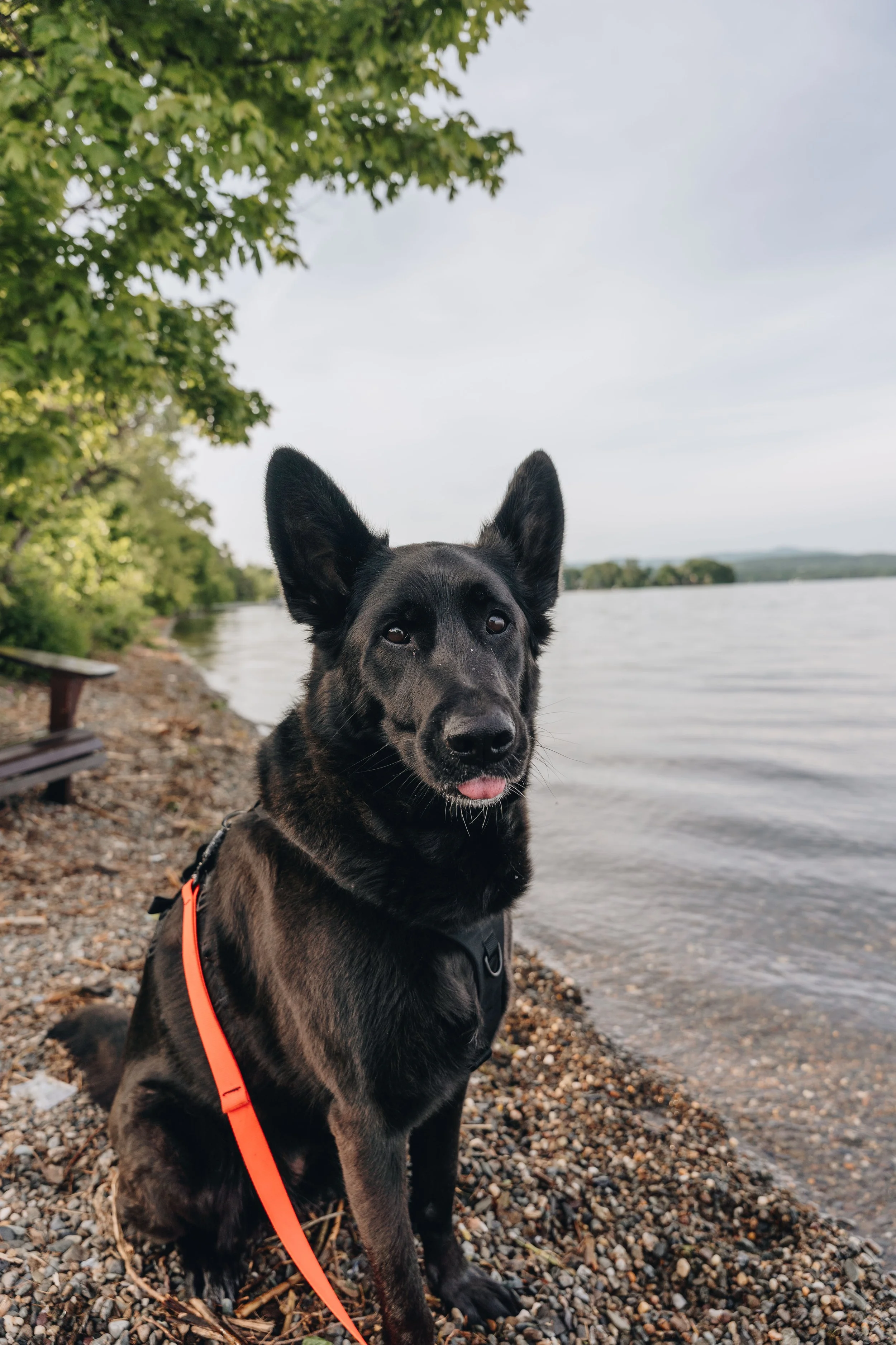Parc Tiffany chien onvasepromener 20.jpg