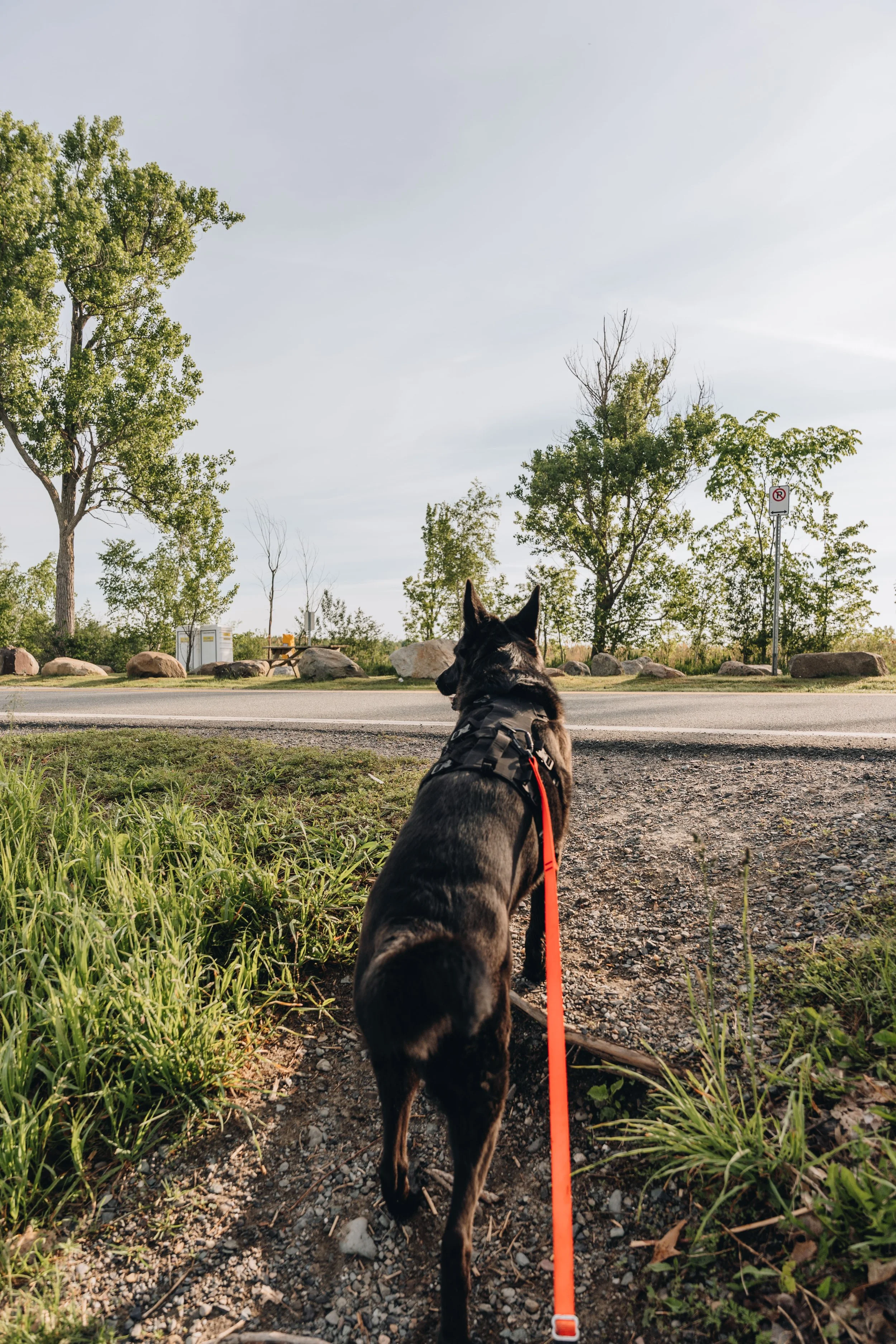 Parc Tiffany chien onvasepromener 21.jpg