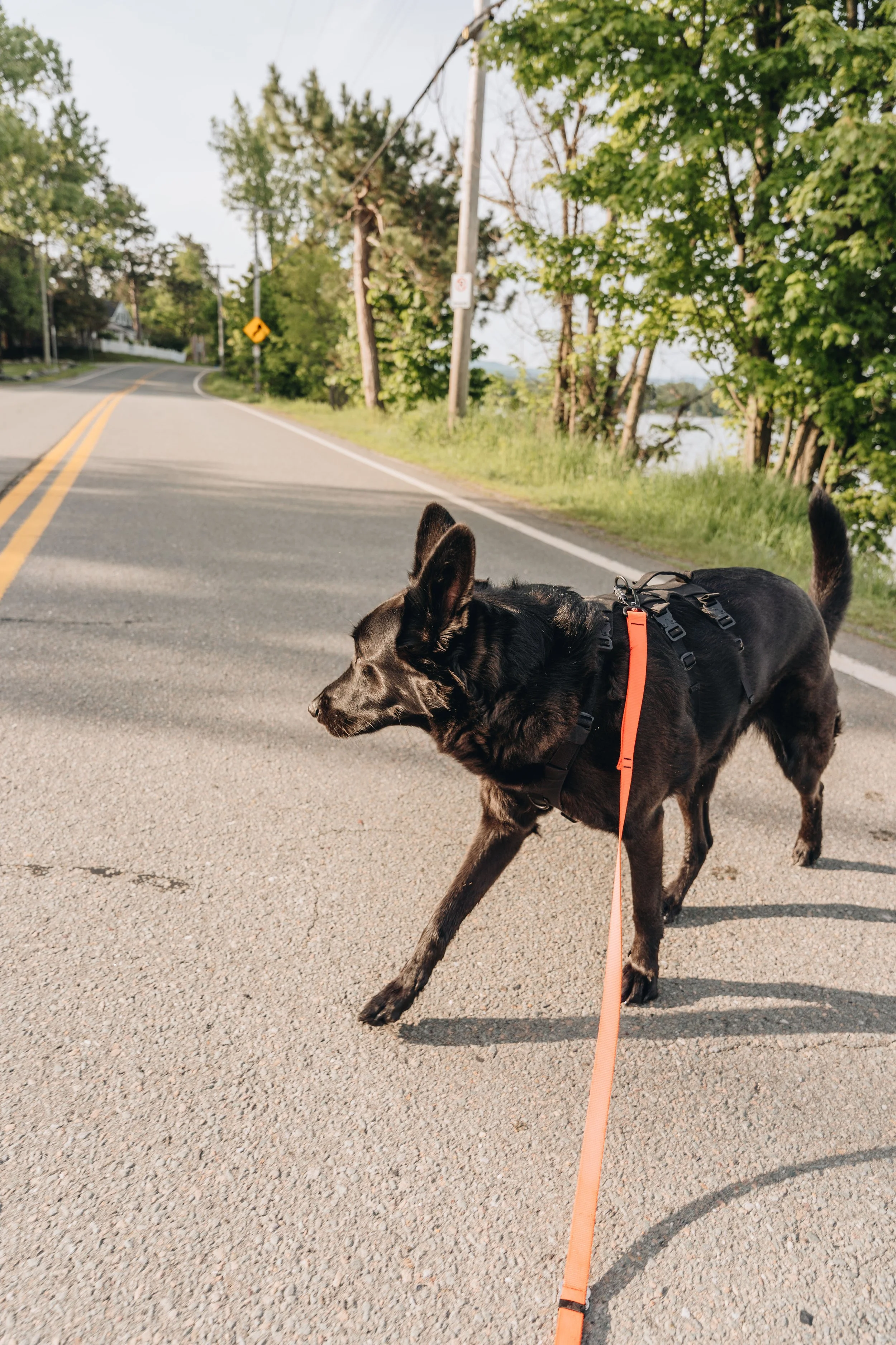 Parc Tiffany chien onvasepromener 22.jpg