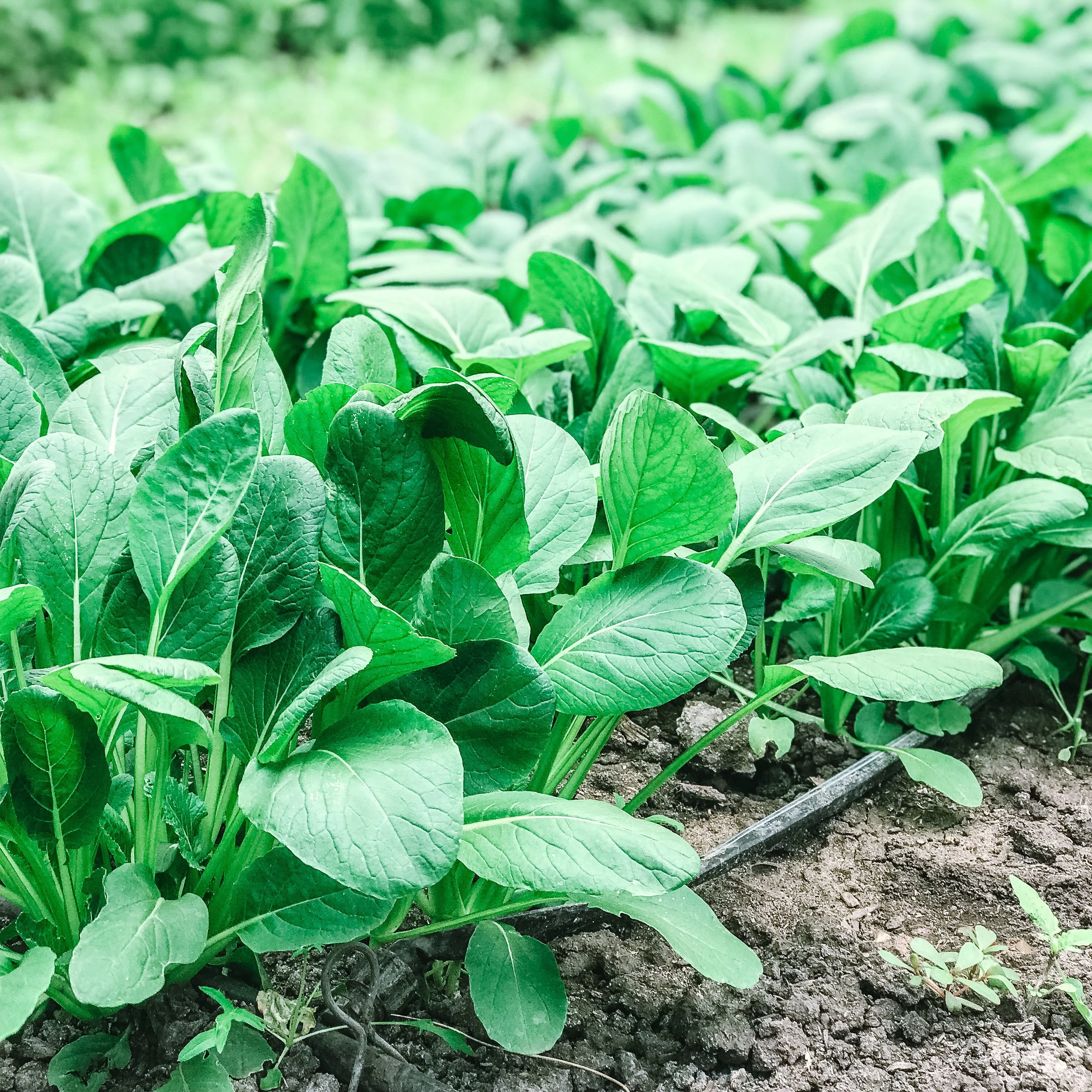 A Day at Japanese American Family Farm, Hikari Farms