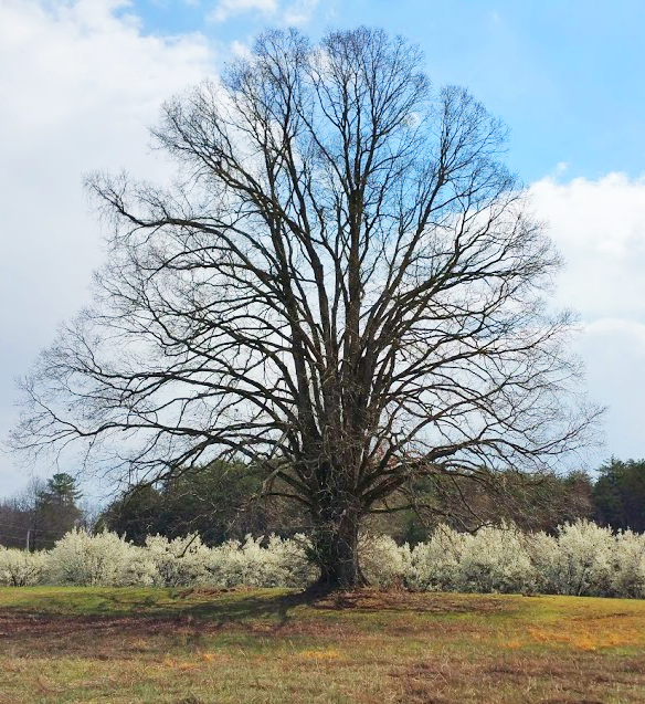 "Tree of Life" (Rev. 2:7) Photo by T.Benson