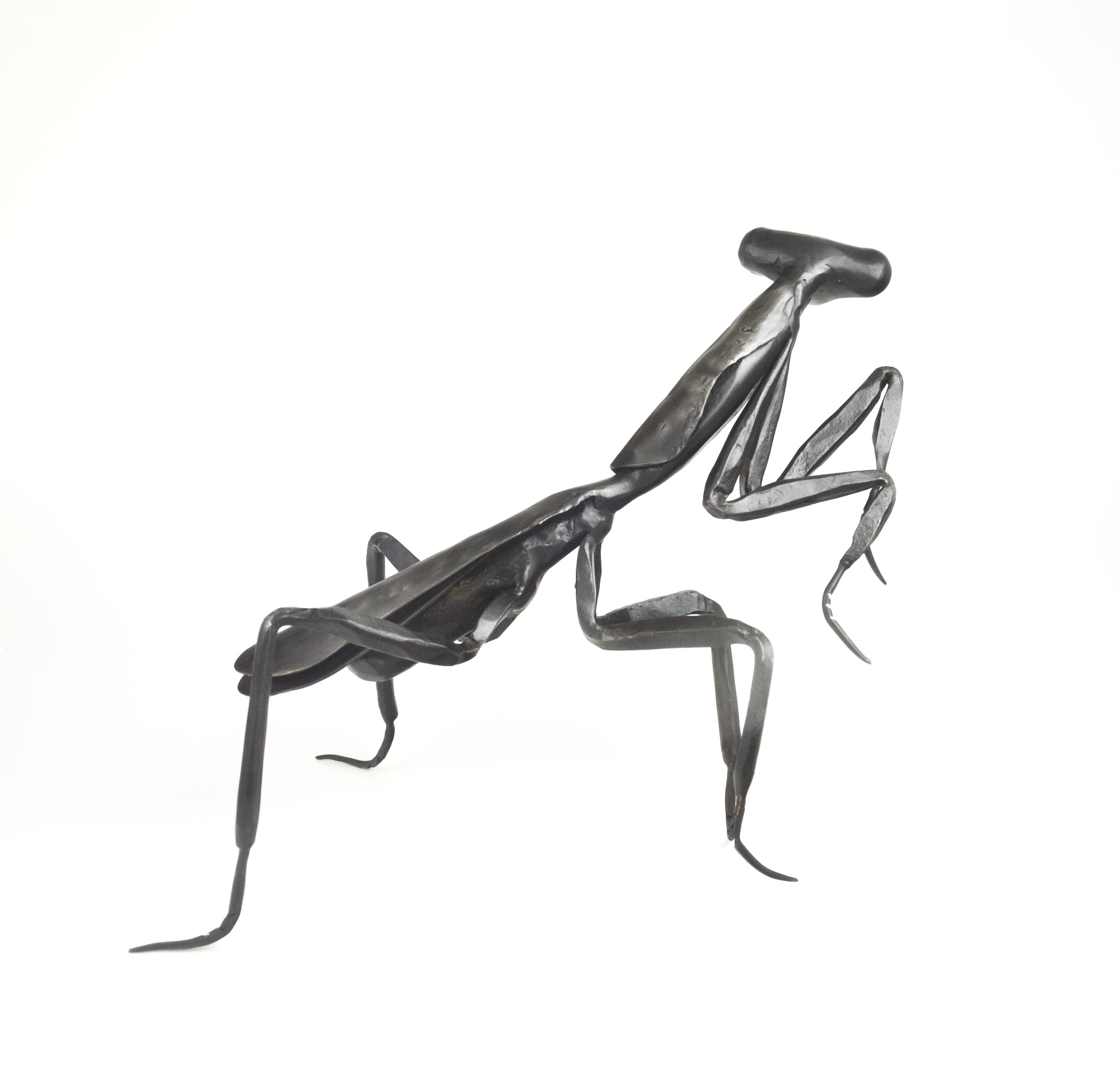 mantis4 (1 of 1).jpg