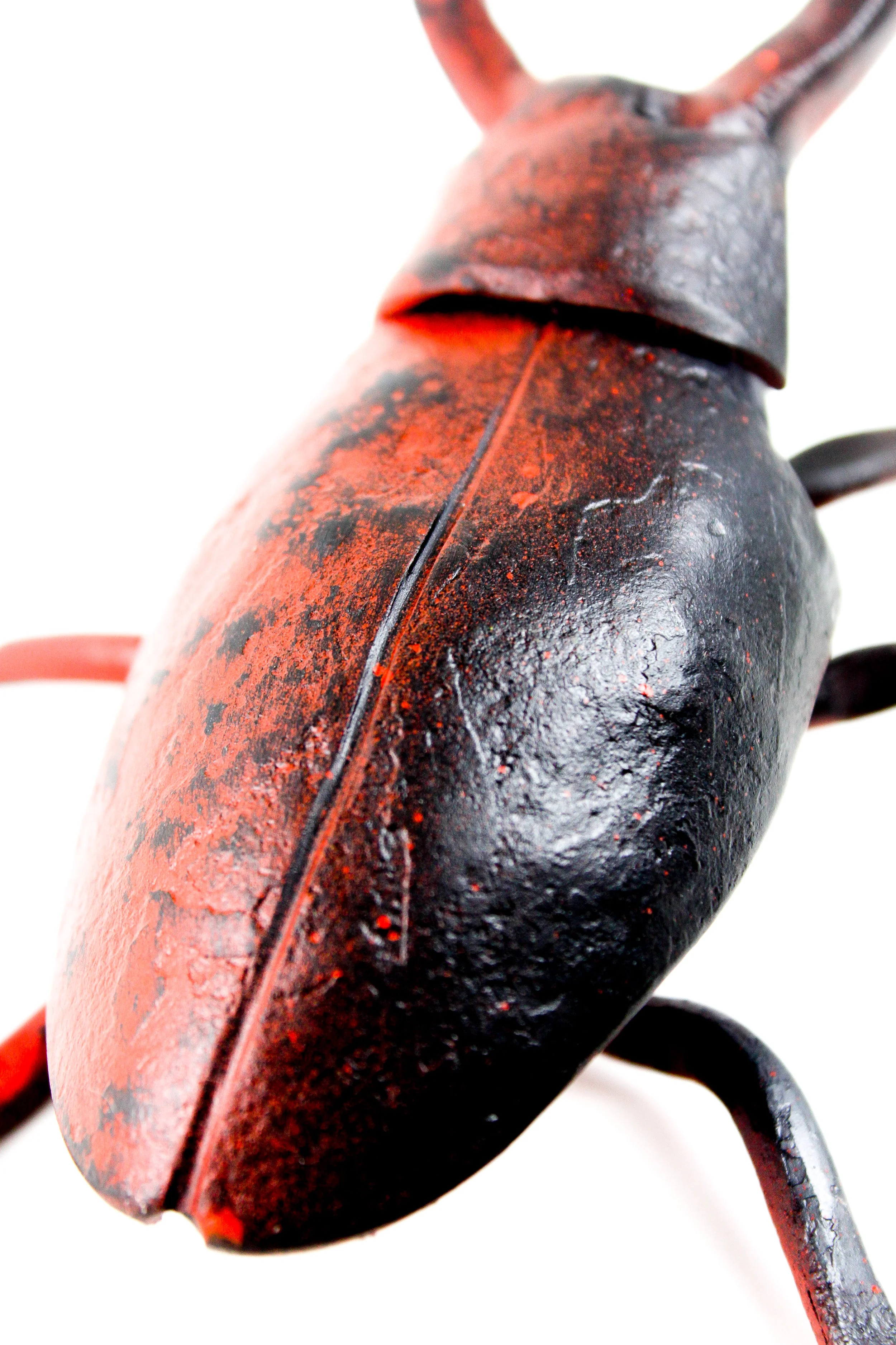 Close Up Stag Beetle 