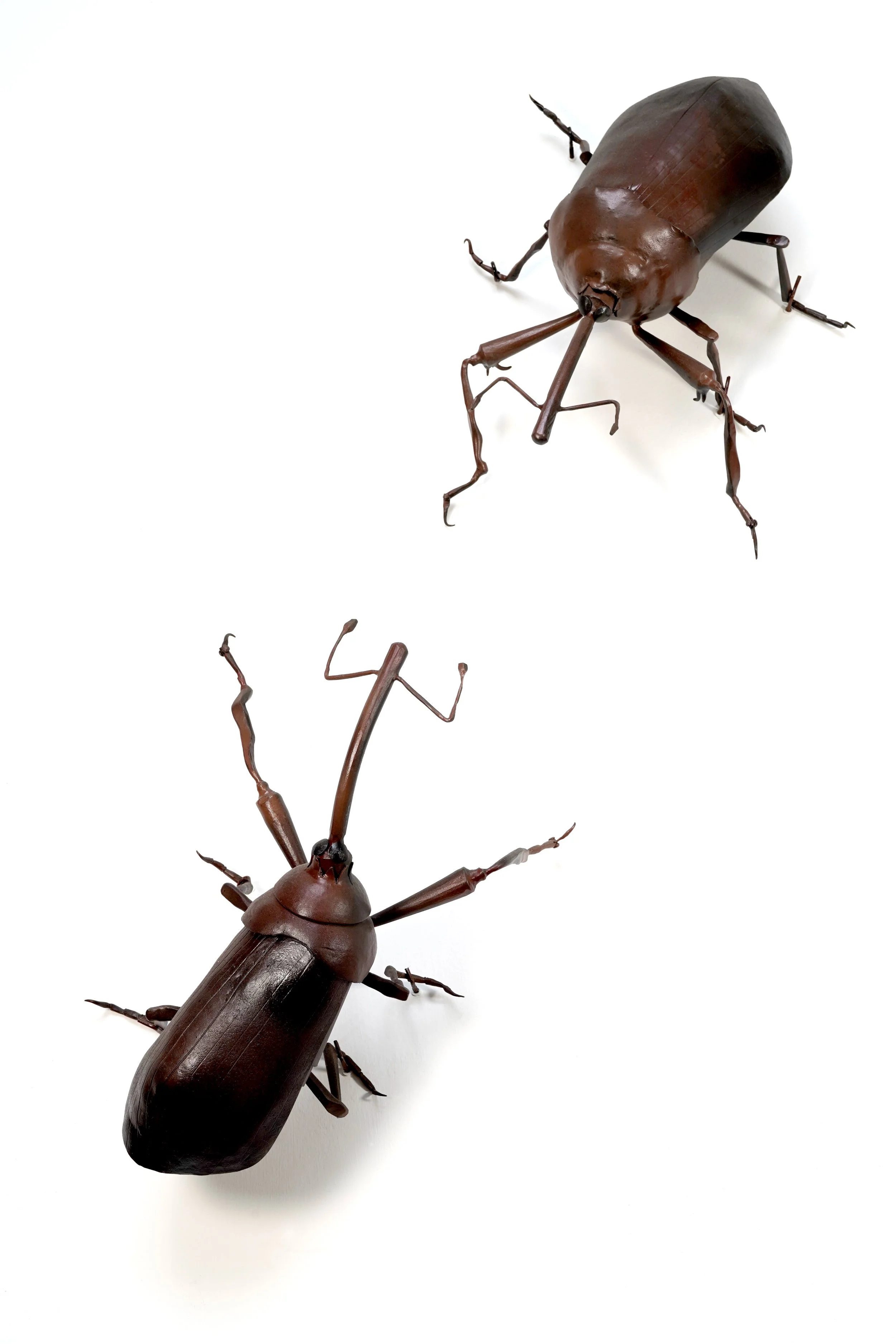 2 beetles.jpg
