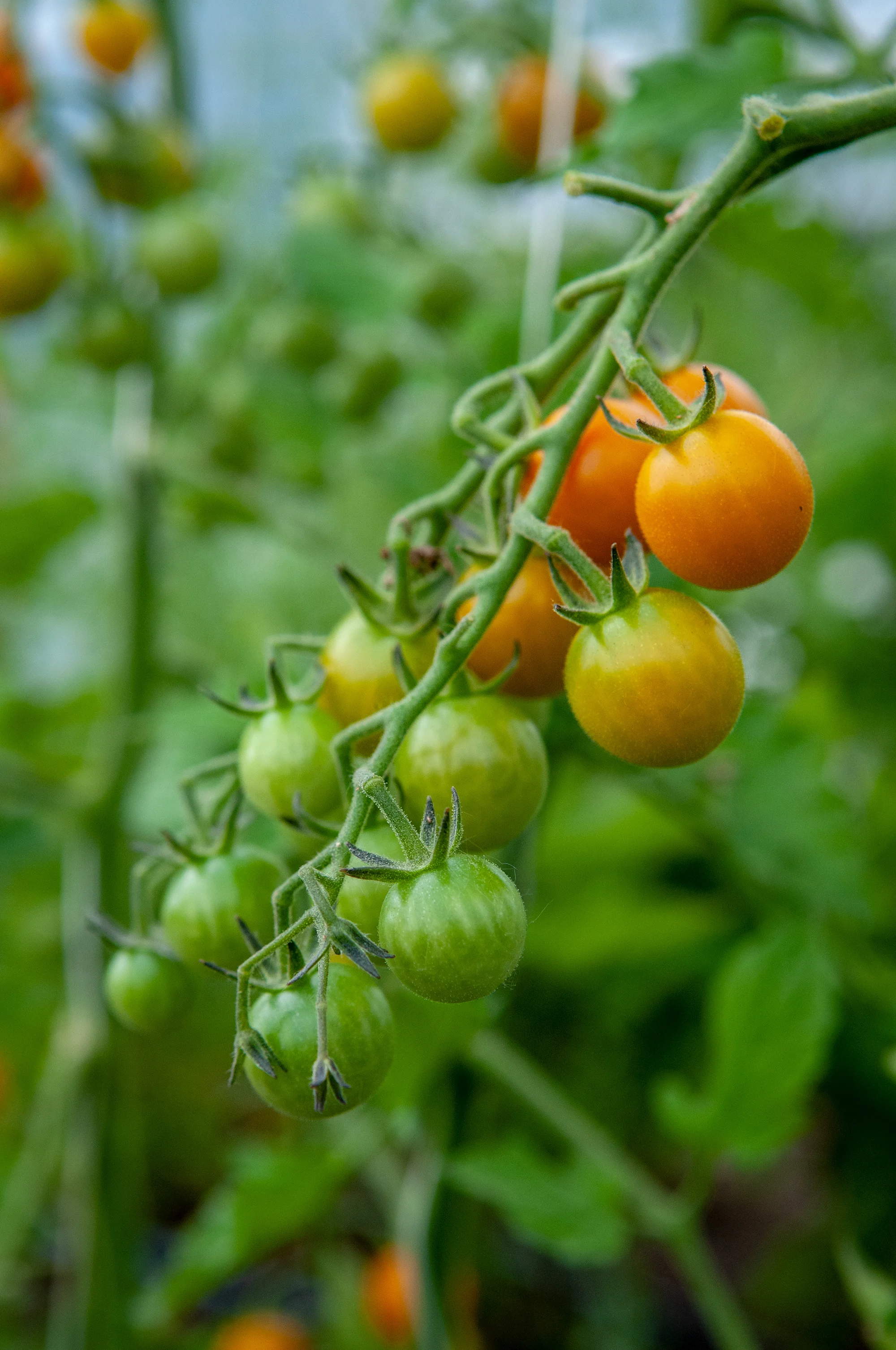 Cherry tomatoes ripening on the vine. (Photo: Courtney Lancour)