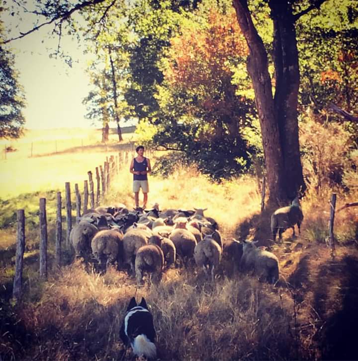 Herding the sheep through the forest