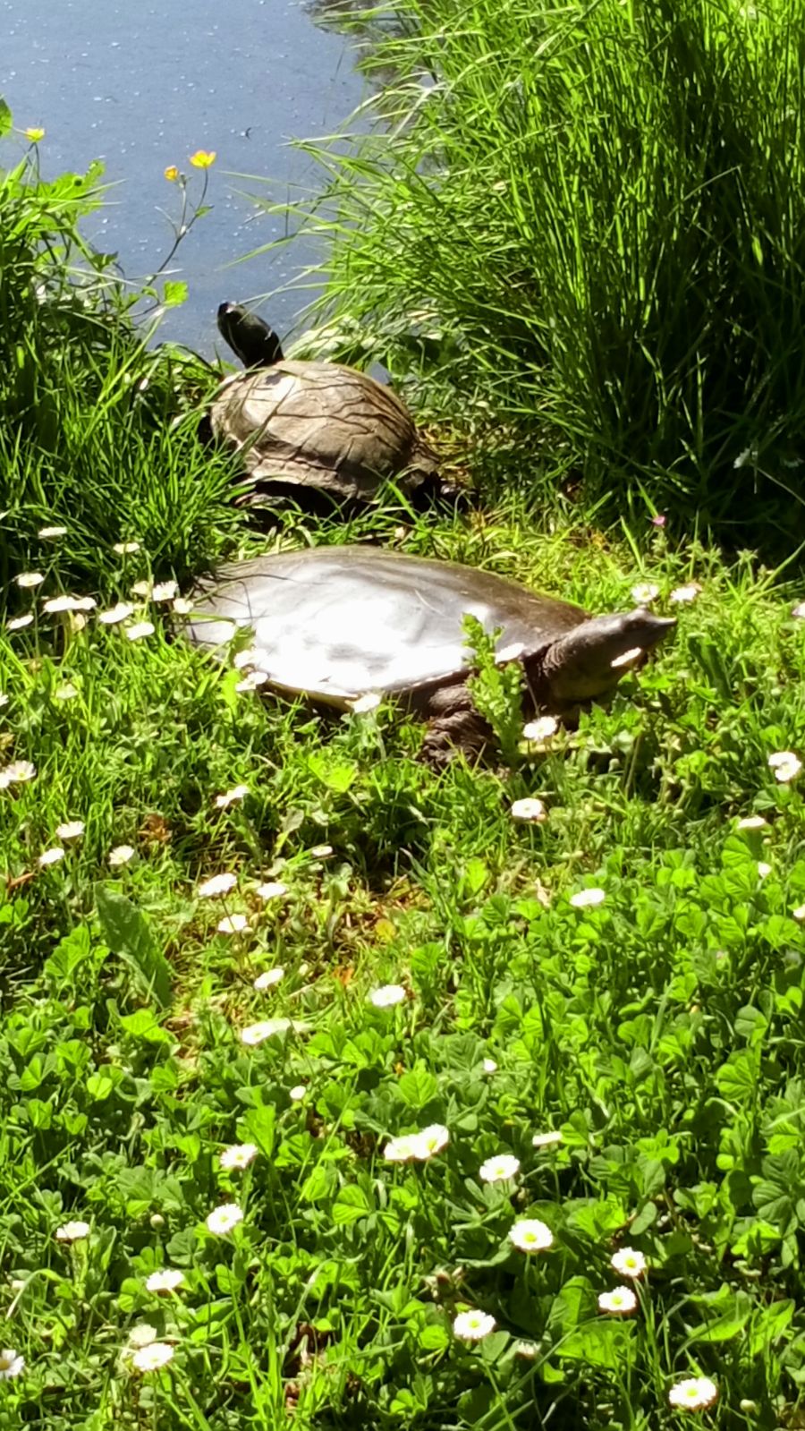 Turtle and terrapin sunbathing