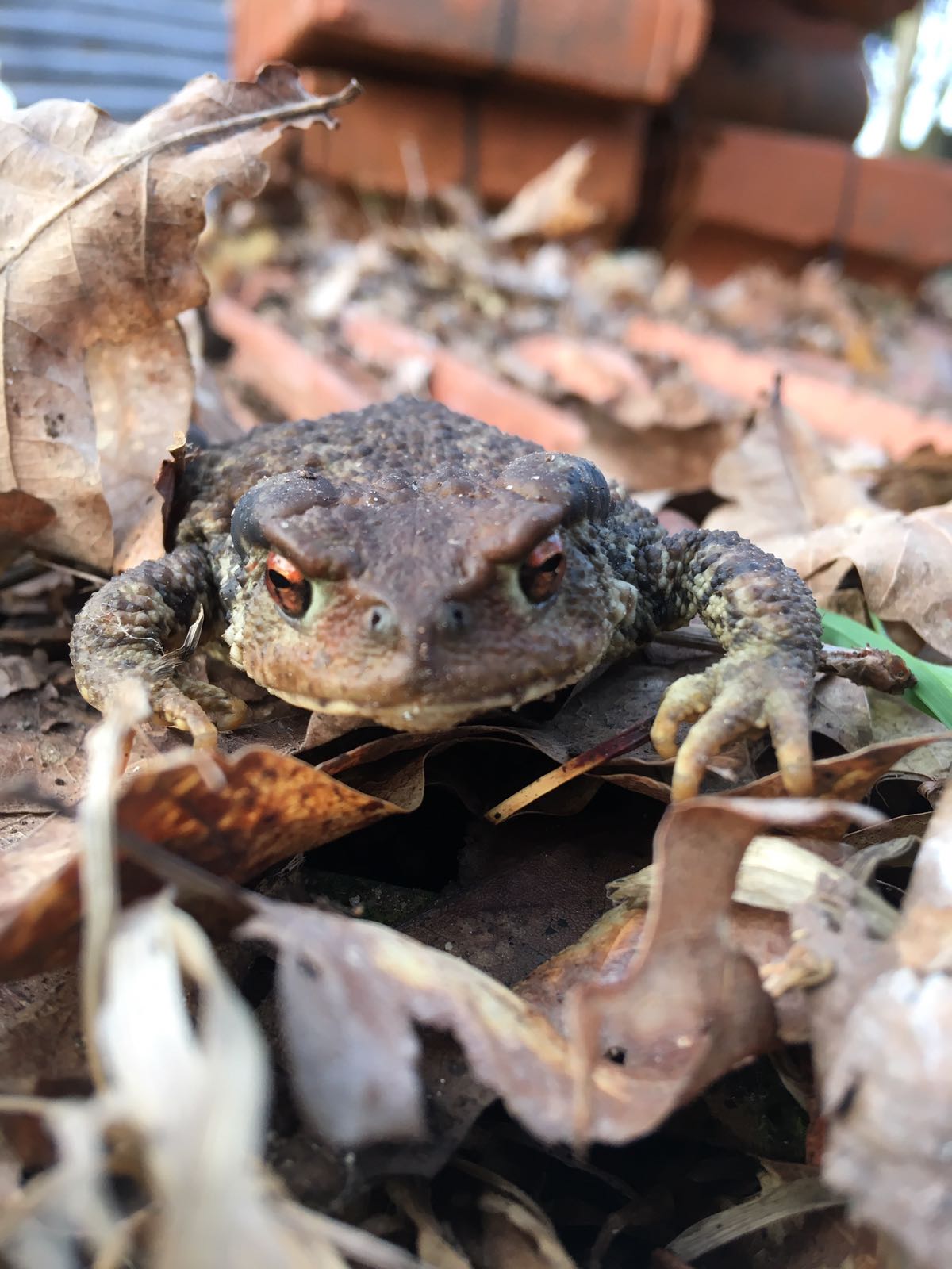 the common toad