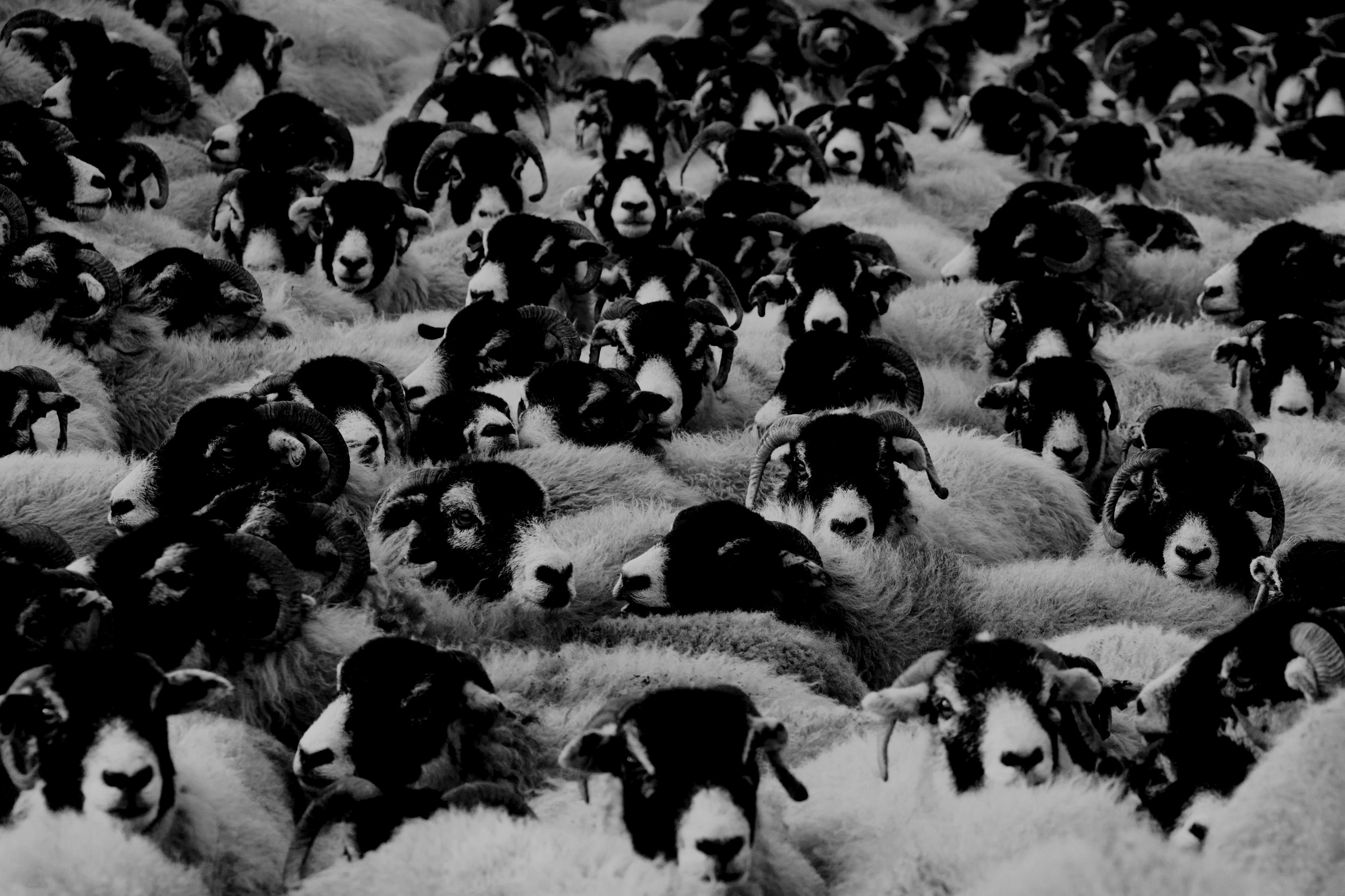 Sheep.jpg