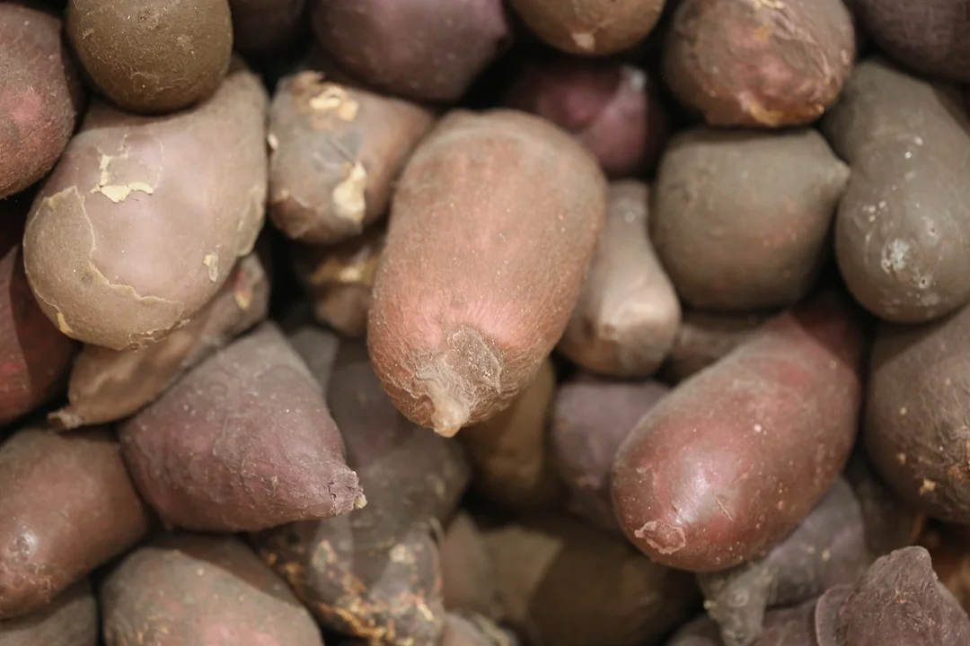 tubers.JPG