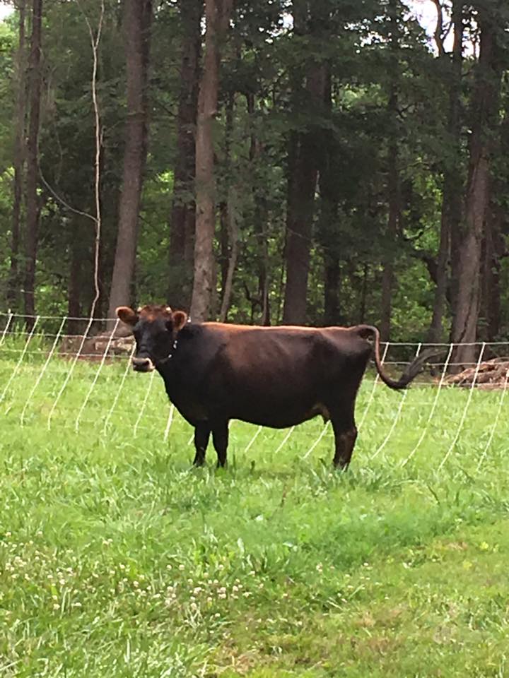 mini jersey cow