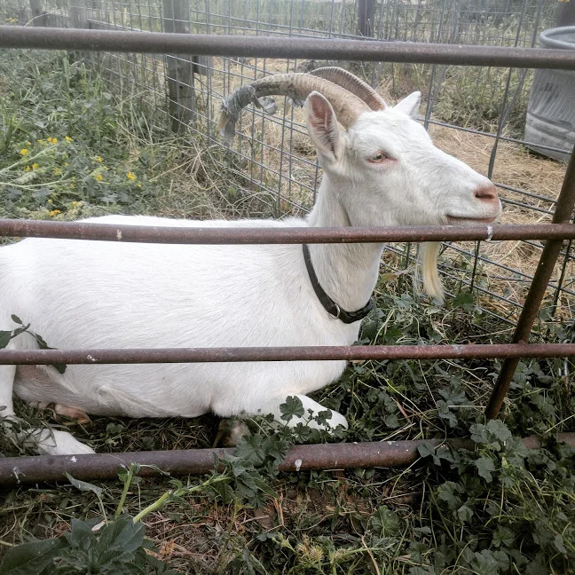 Luna, looking dramatic and regal. This was a couple of summers ago, and she was pining for the billy goat. He wasn't set to get turned in for another couple of days, so she would get as close to him as she could while she waited. 