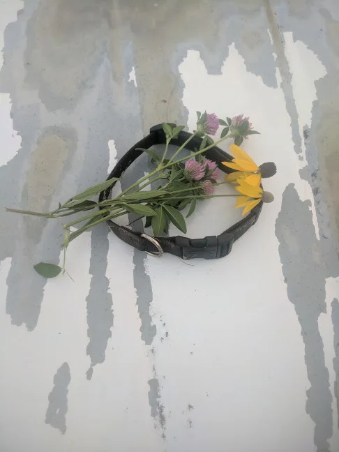 Luna's collar, and some pretty flowers Paul picked for me.