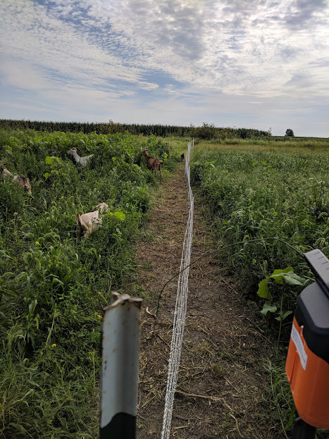 My line isn’t perfectly straight, but i don’t think the goats noticed.