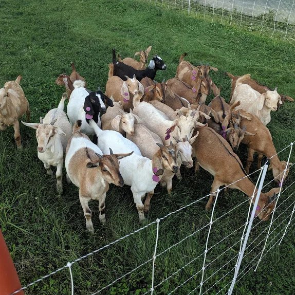 This year’s kids. Looking good, respecting the fence, and doing a heck of a good job weed eating.